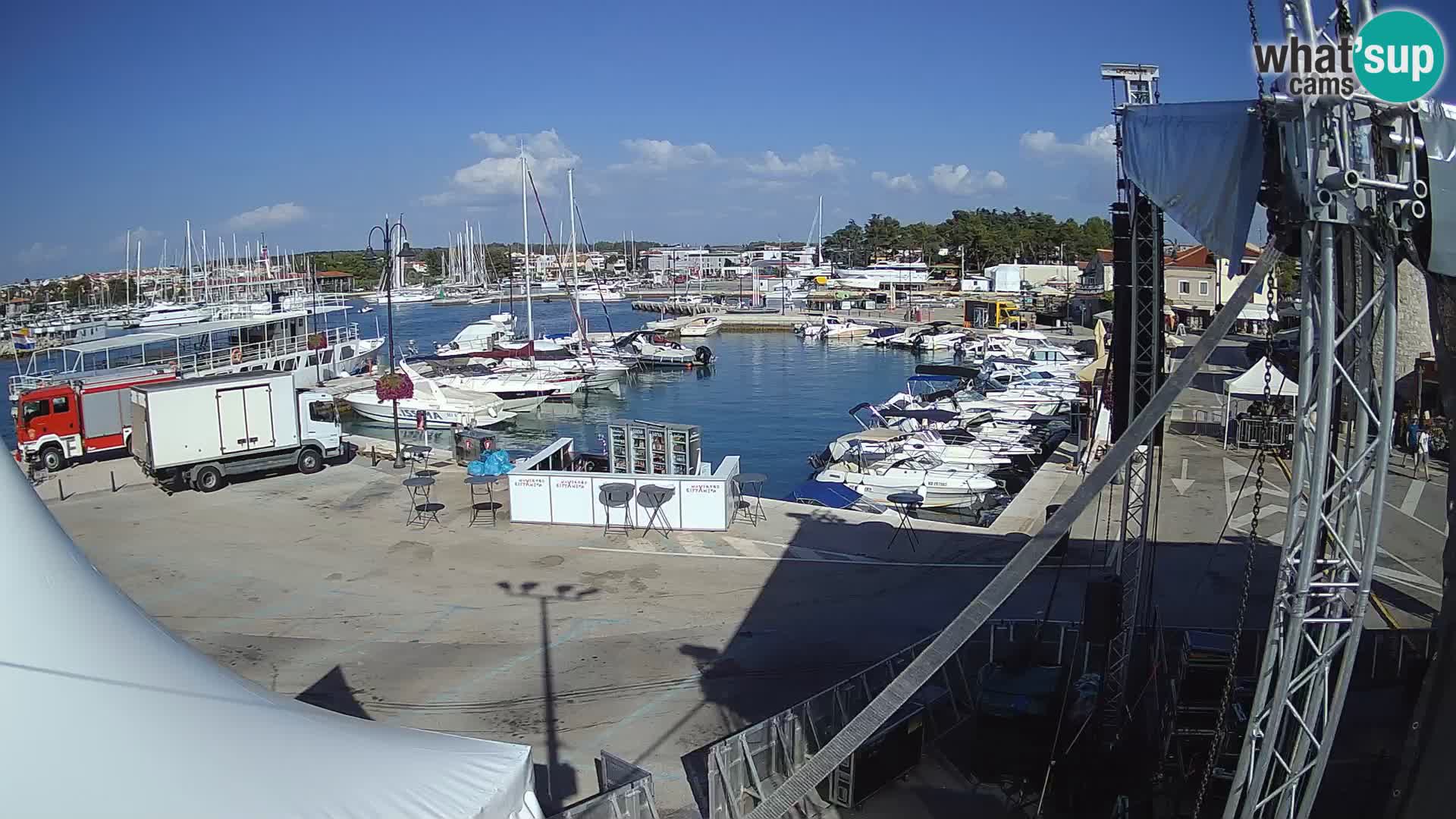 Novigrad | Porporela marina
