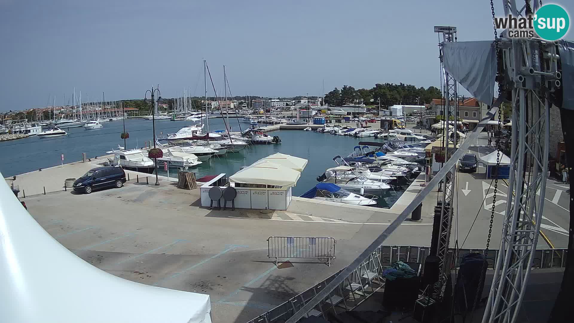Novigrad | Porporela marina