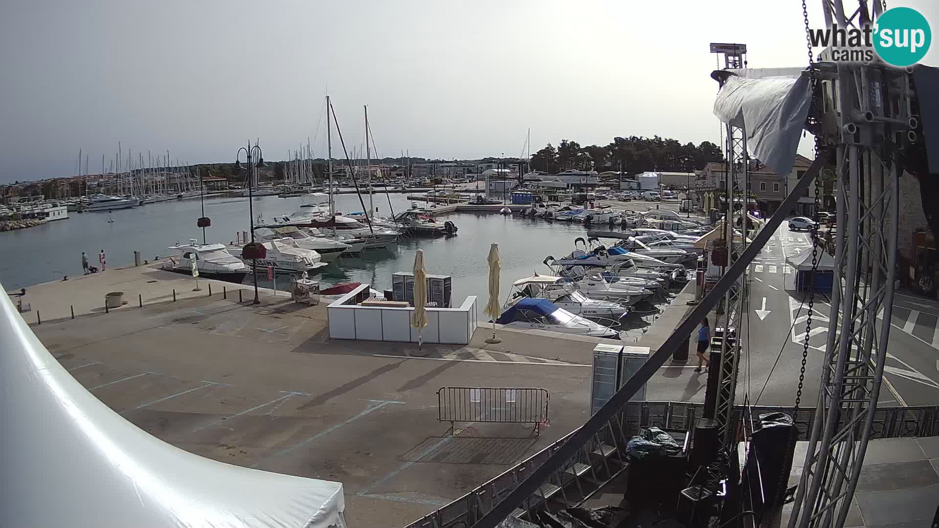 Novigrad | Porporela marina