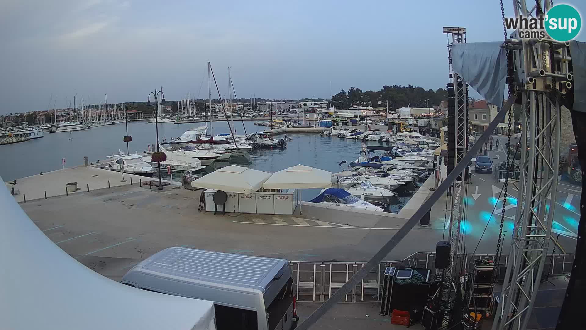 Novigrad | Porporela marina