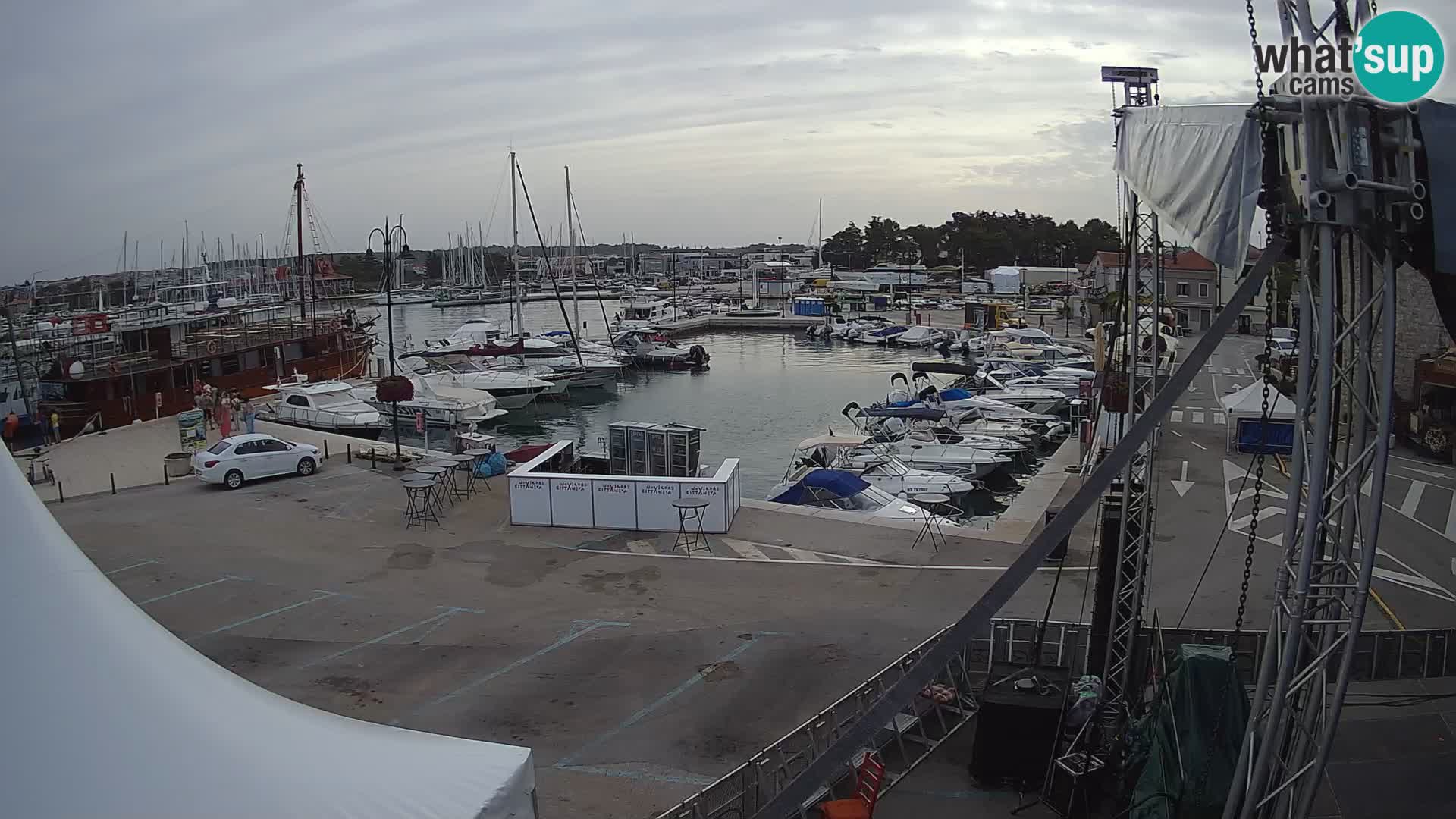Novigrad | Porporela marina