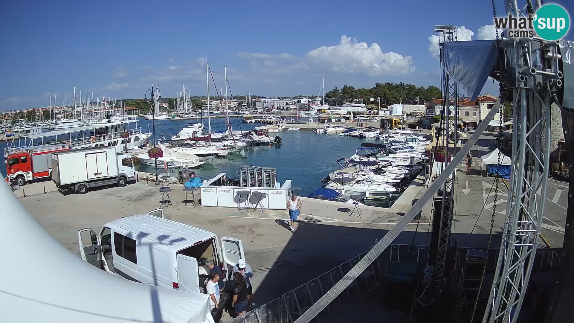 Novigrad | Porporela marina