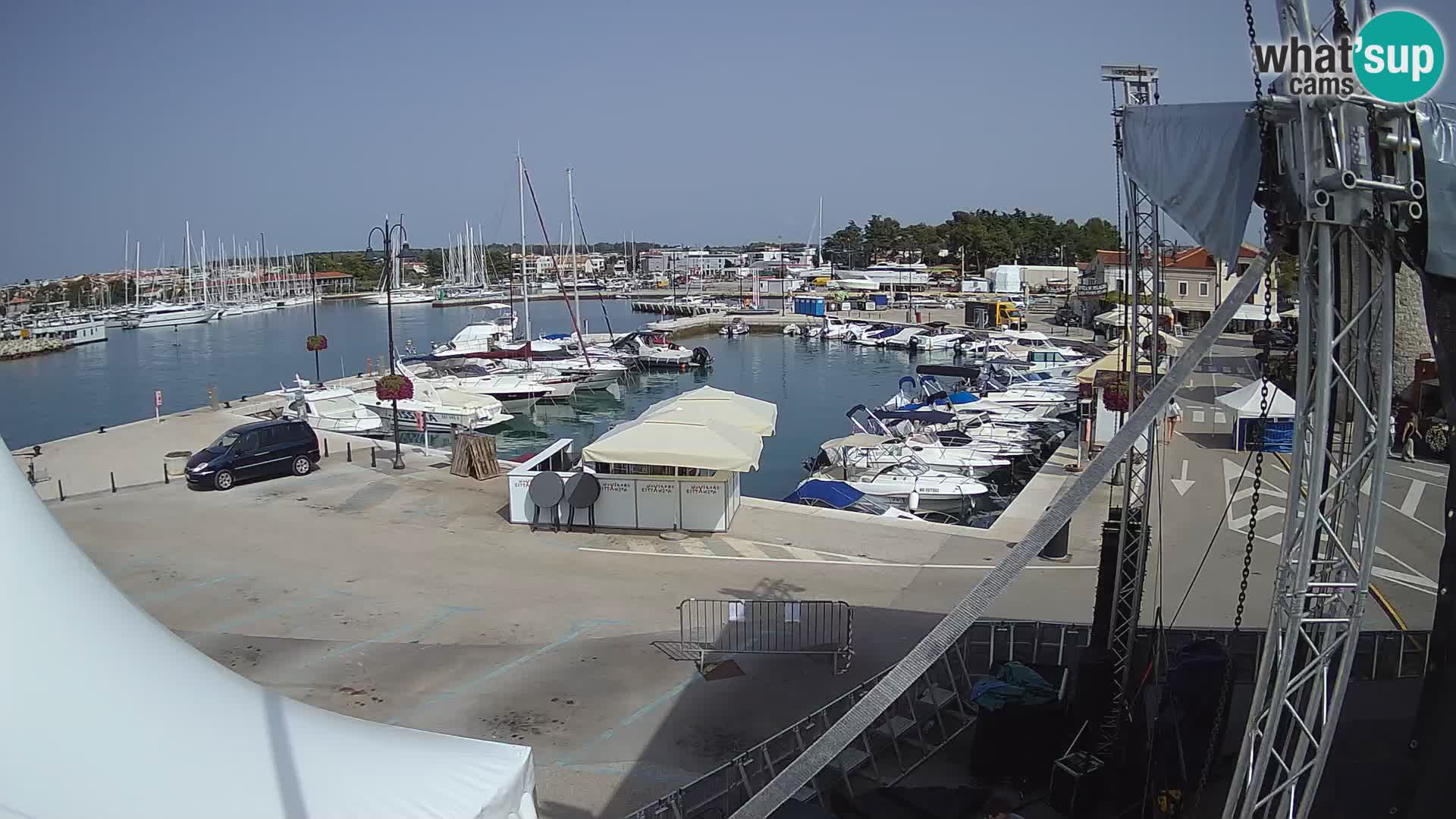 Novigrad | Porporela marina