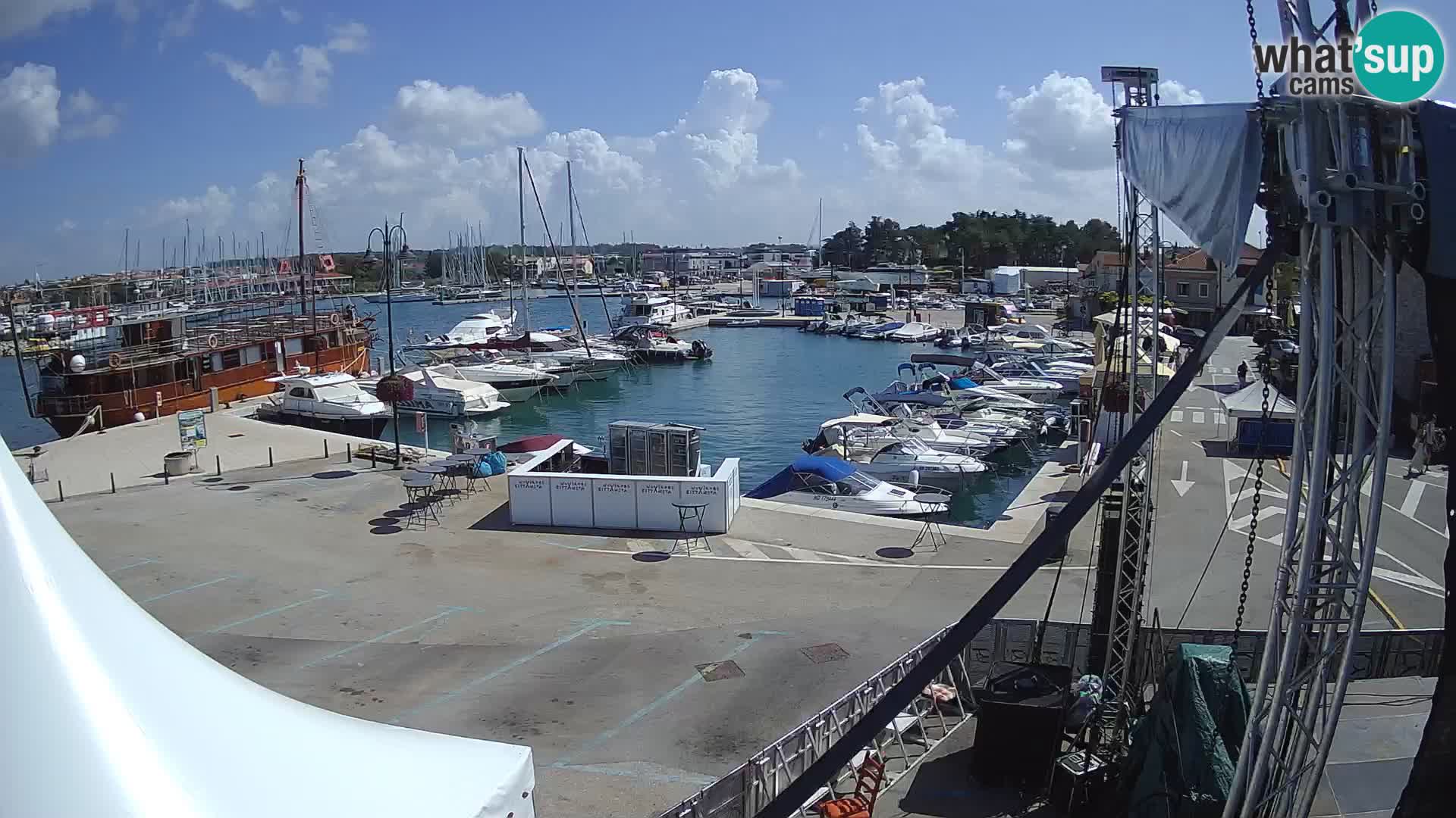 Novigrad | Porporela marina