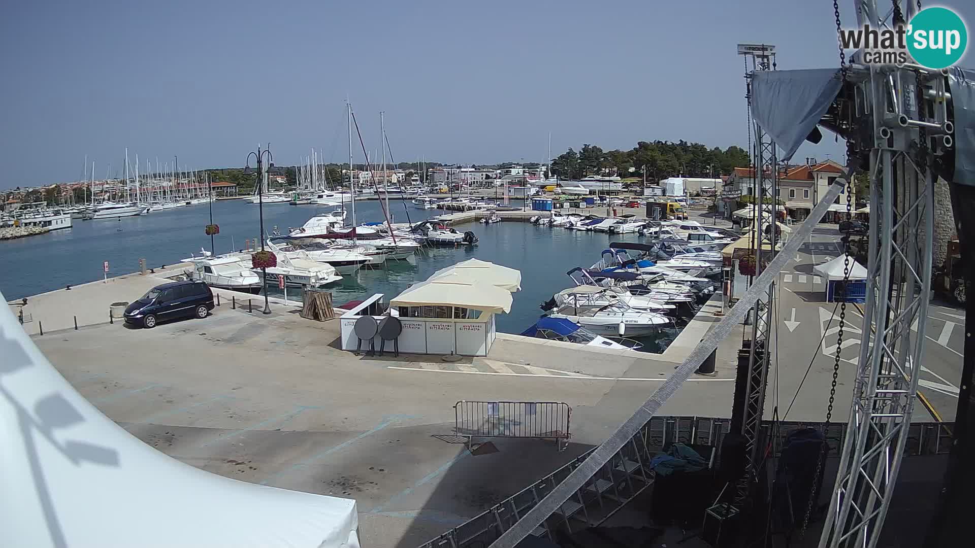 Novigrad | Porporela marina
