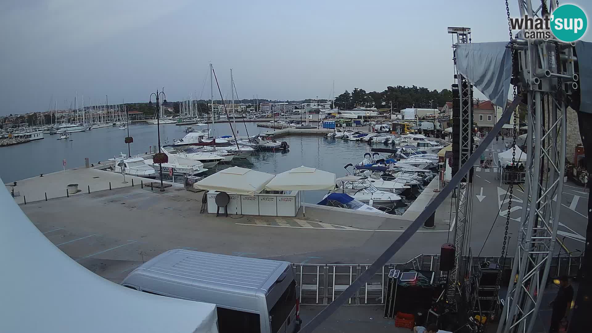 Novigrad | Porporela marina