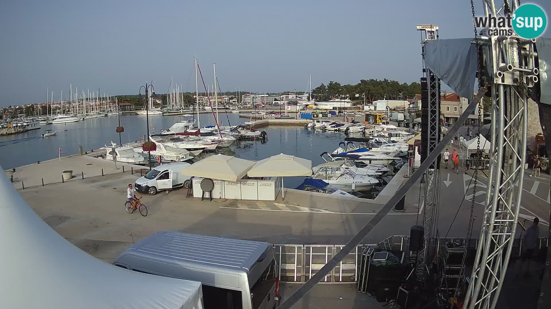 Novigrad | Porporela marina