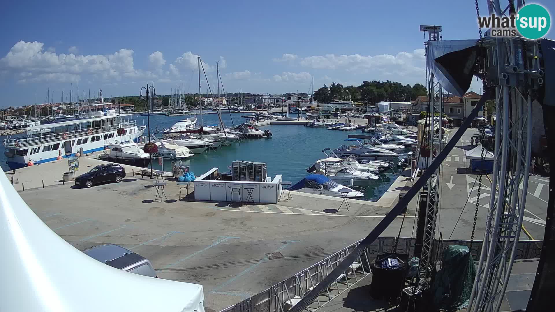 Novigrad | Porporela marina