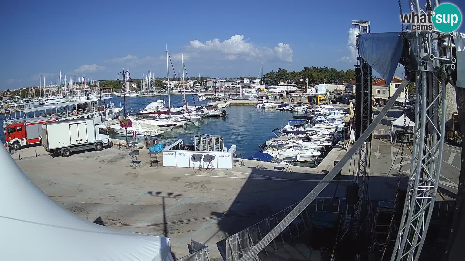 Novigrad | Porporela marina