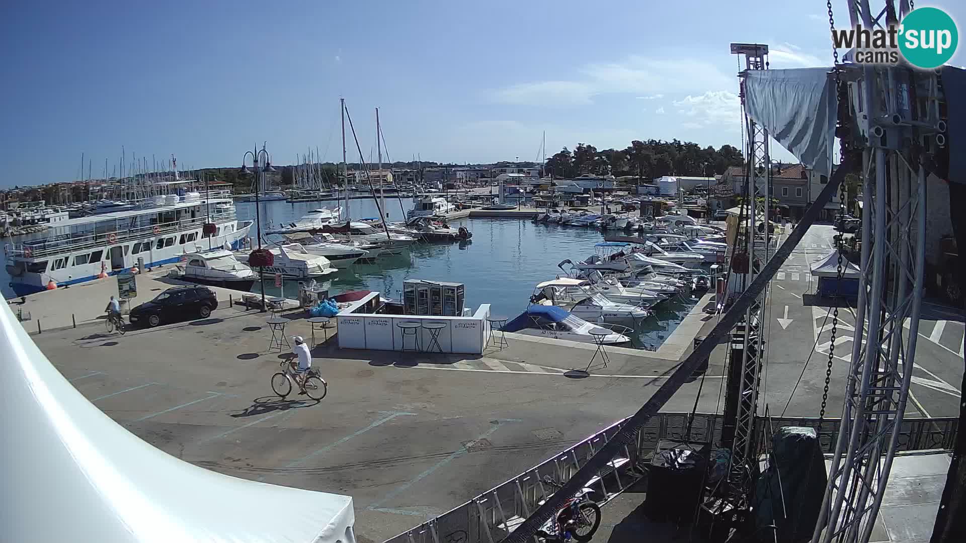 Novigrad | Porporela marina
