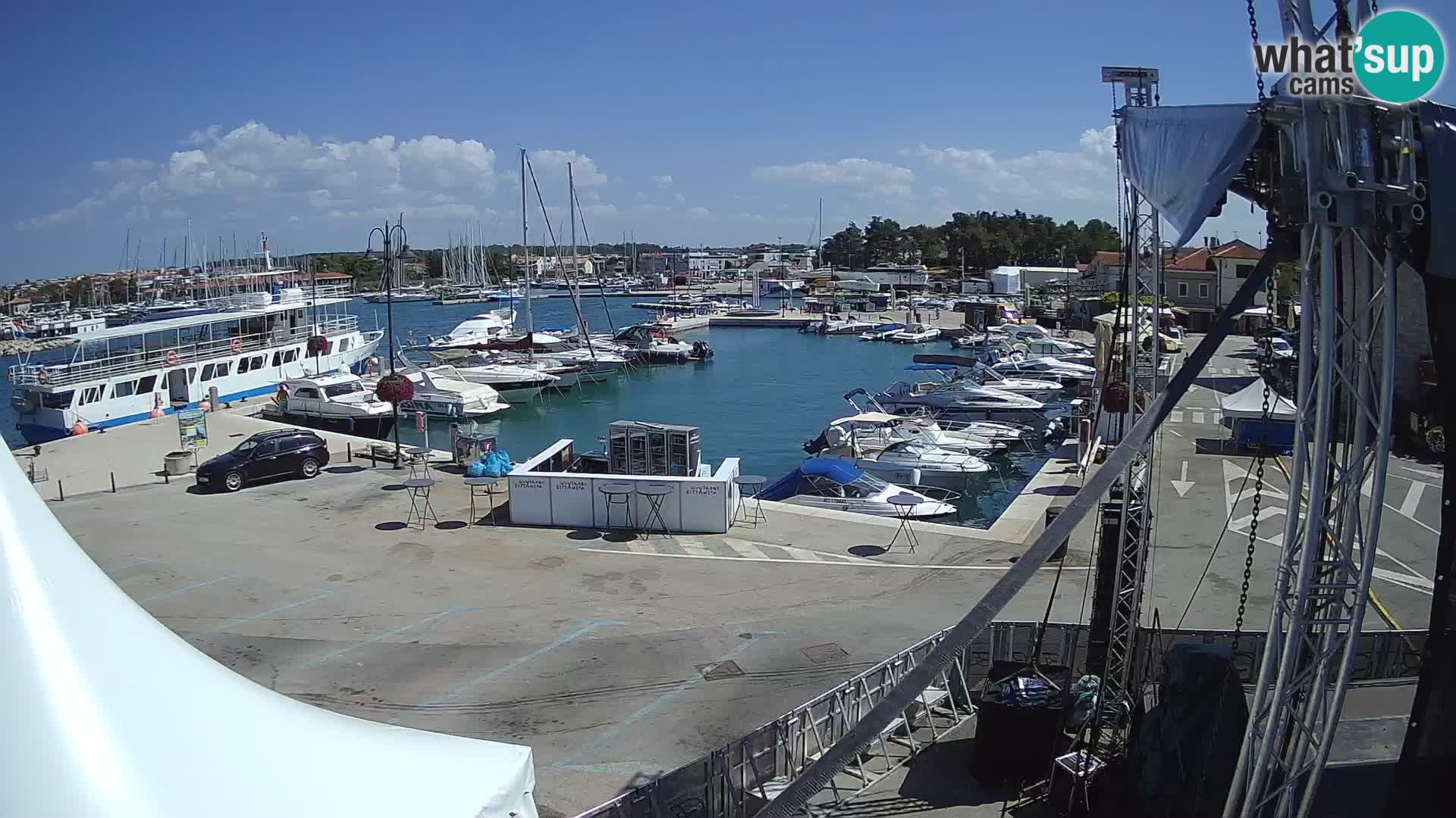 Novigrad | Porporela marina