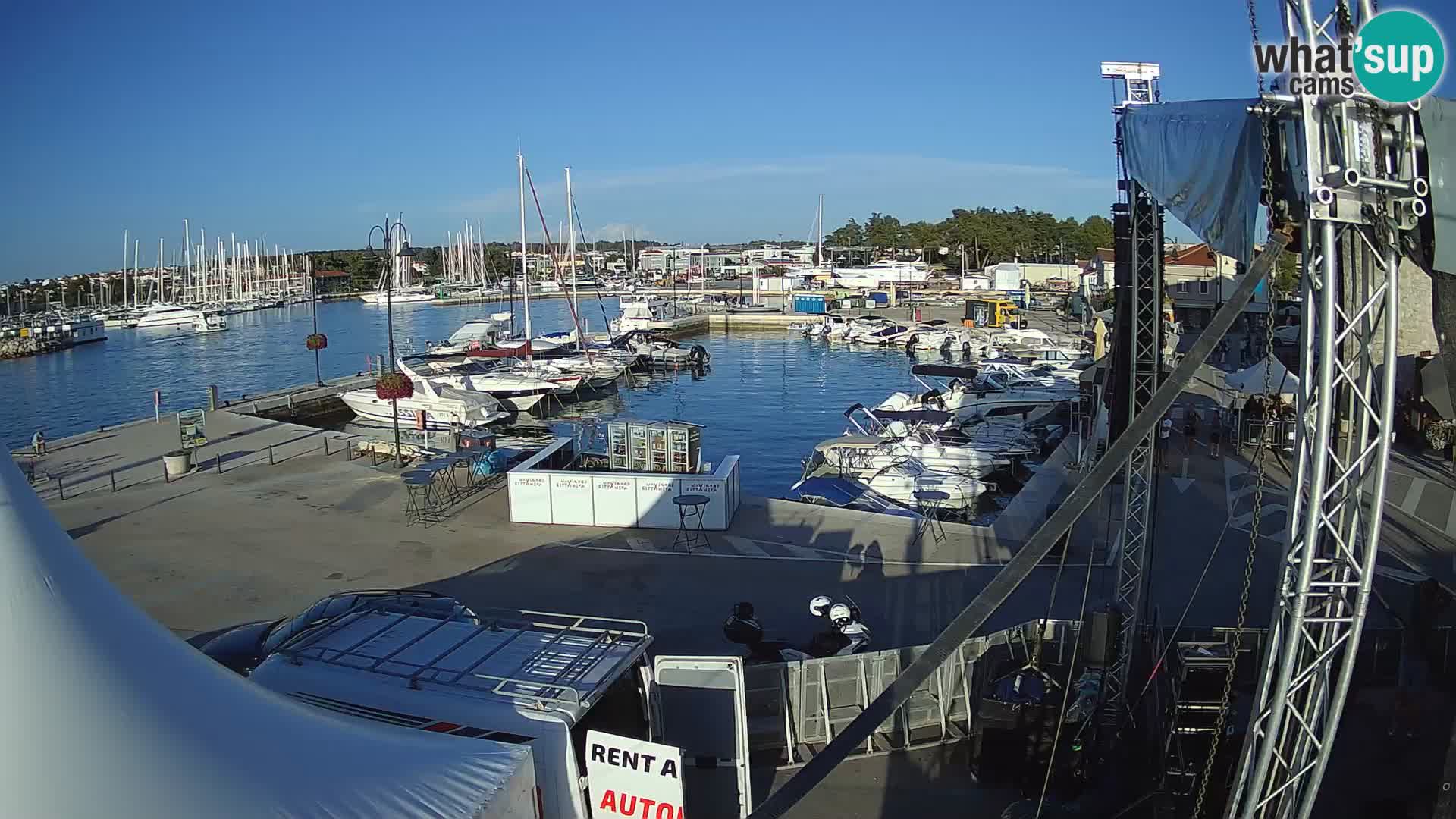 Novigrad | Porporela marina