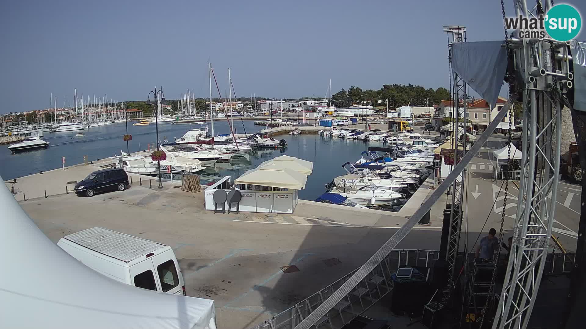 Novigrad | Porporela marina