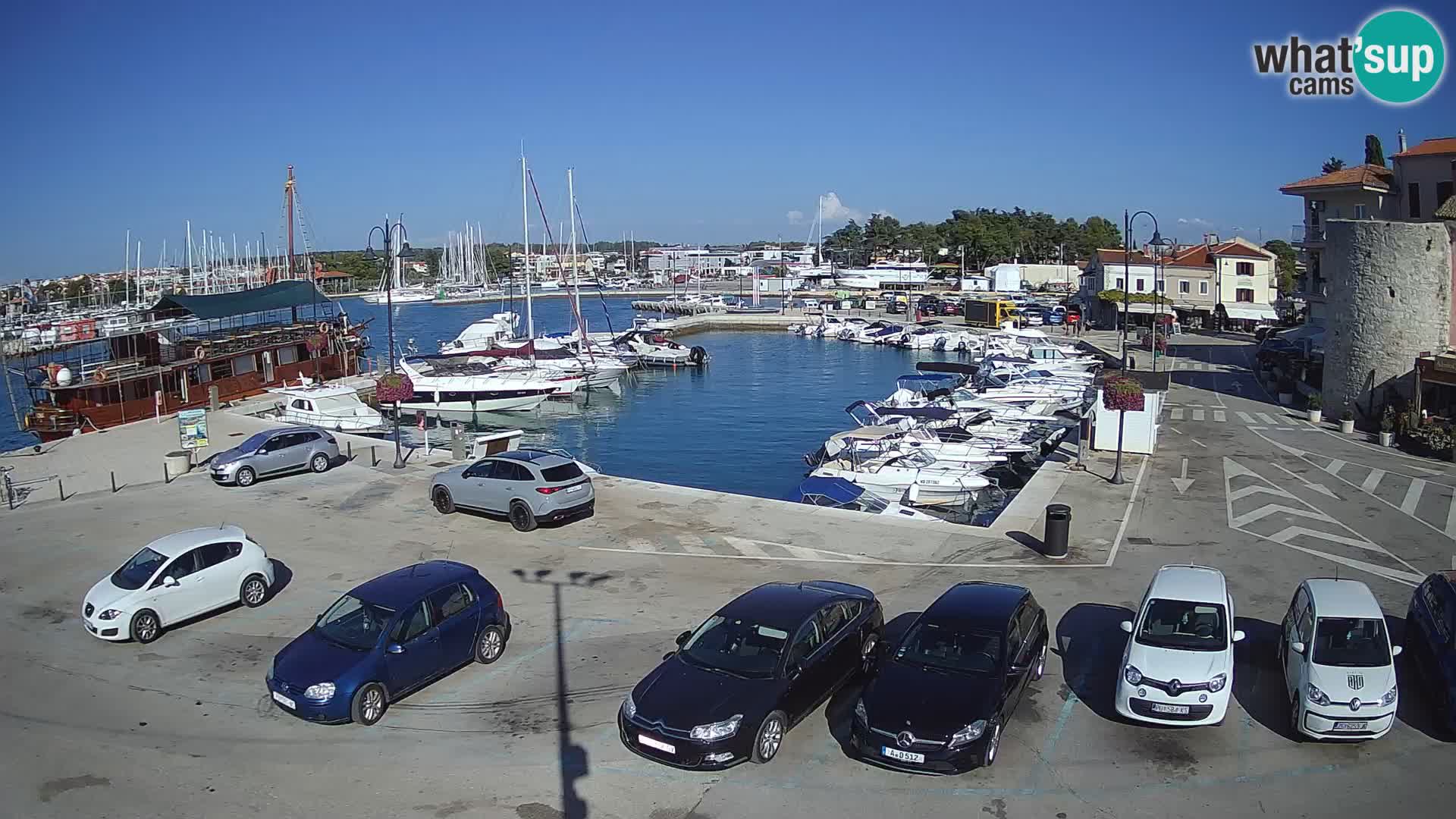 Novigrad | Porporela marina
