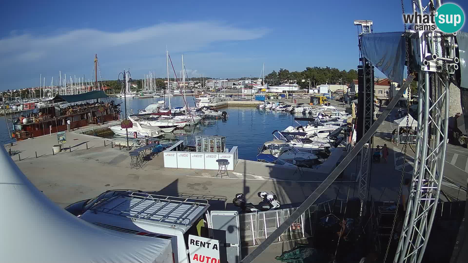 Novigrad | Porporela marina