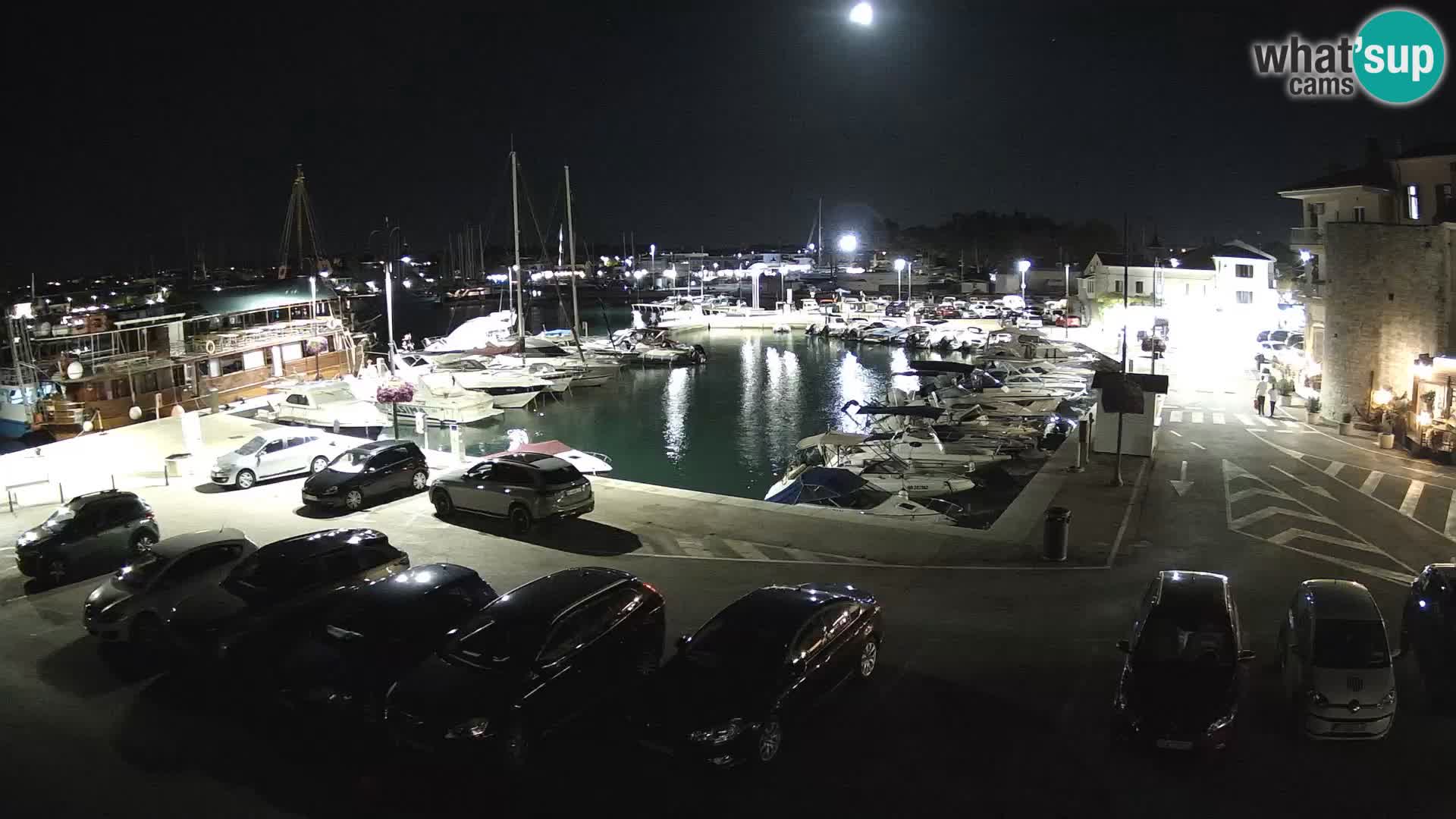 Novigrad | Porporela marina