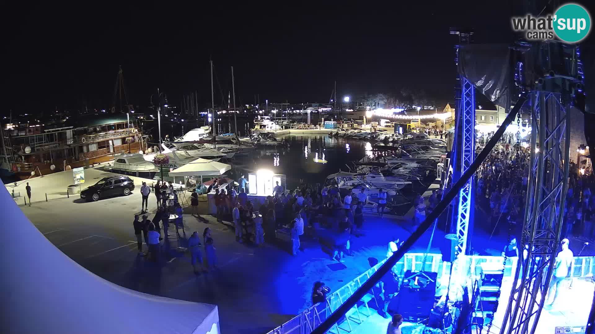 Novigrad | Porporela marina