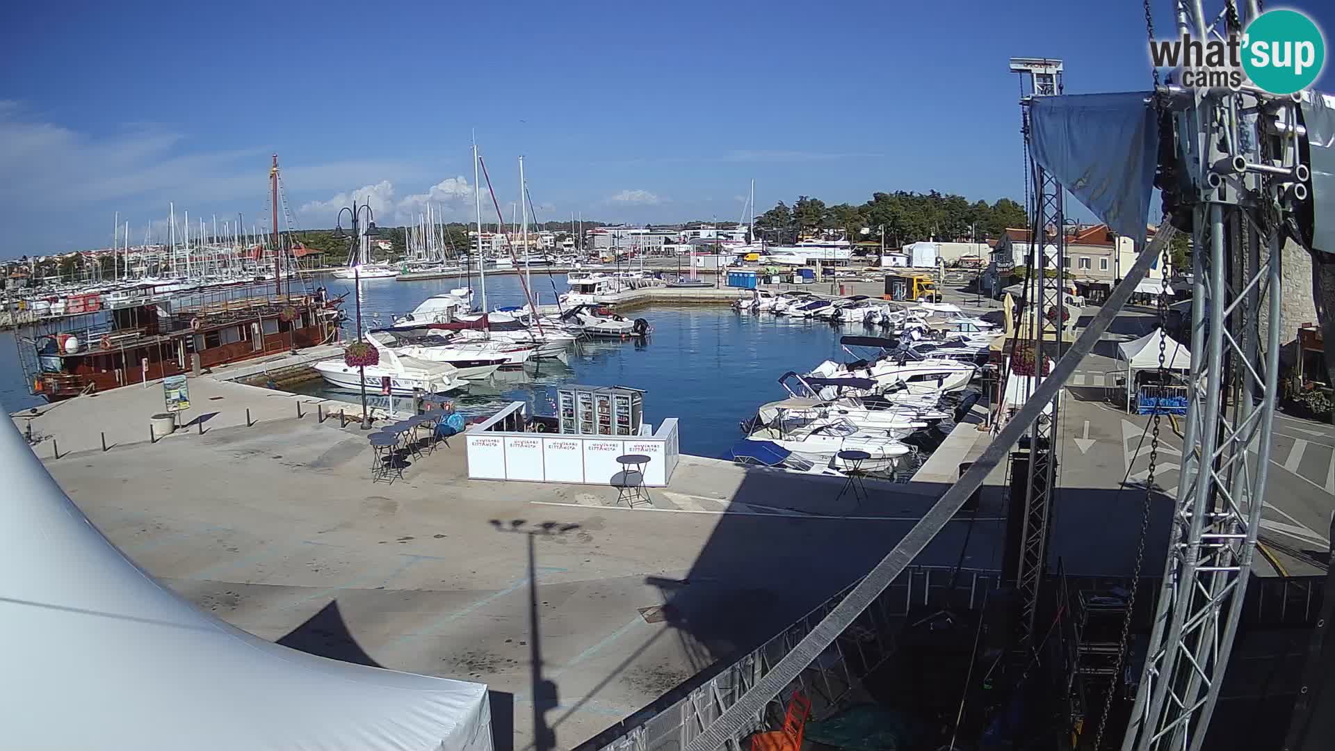 Novigrad | Porporela marina