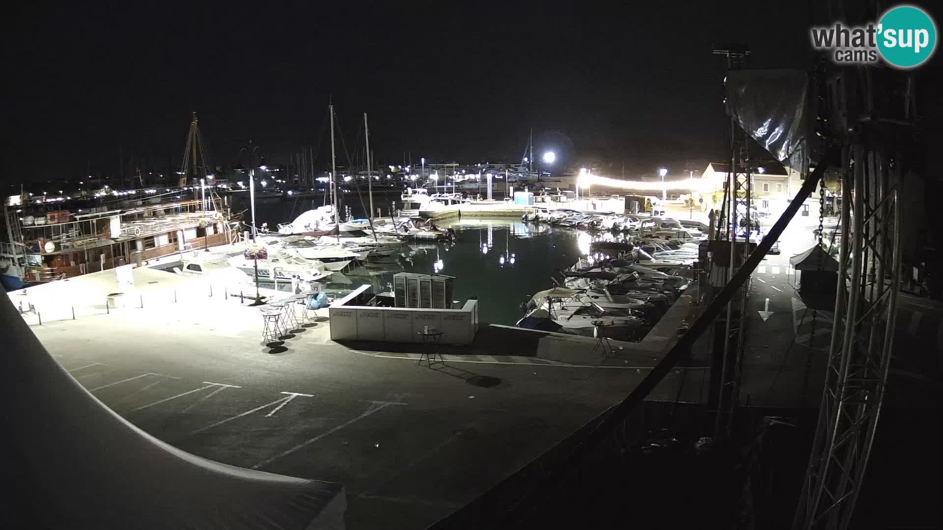Novigrad | Porporela marina