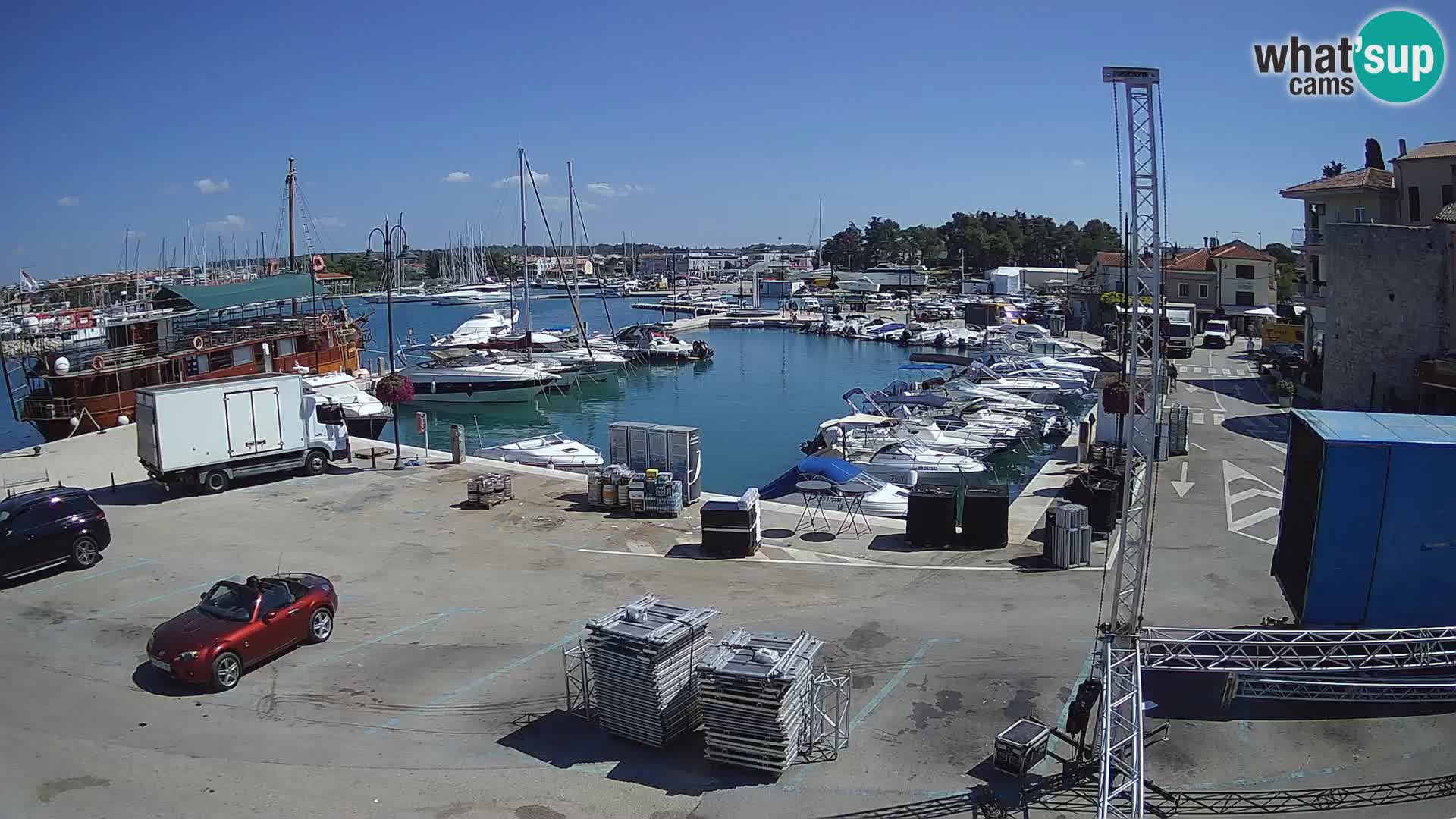 Novigrad | Porporela marina