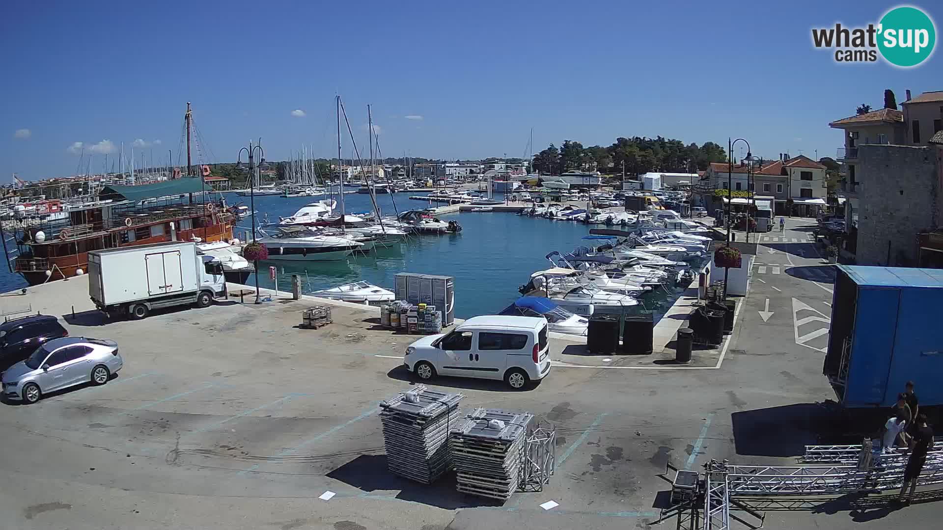 Novigrad | Porporela marina