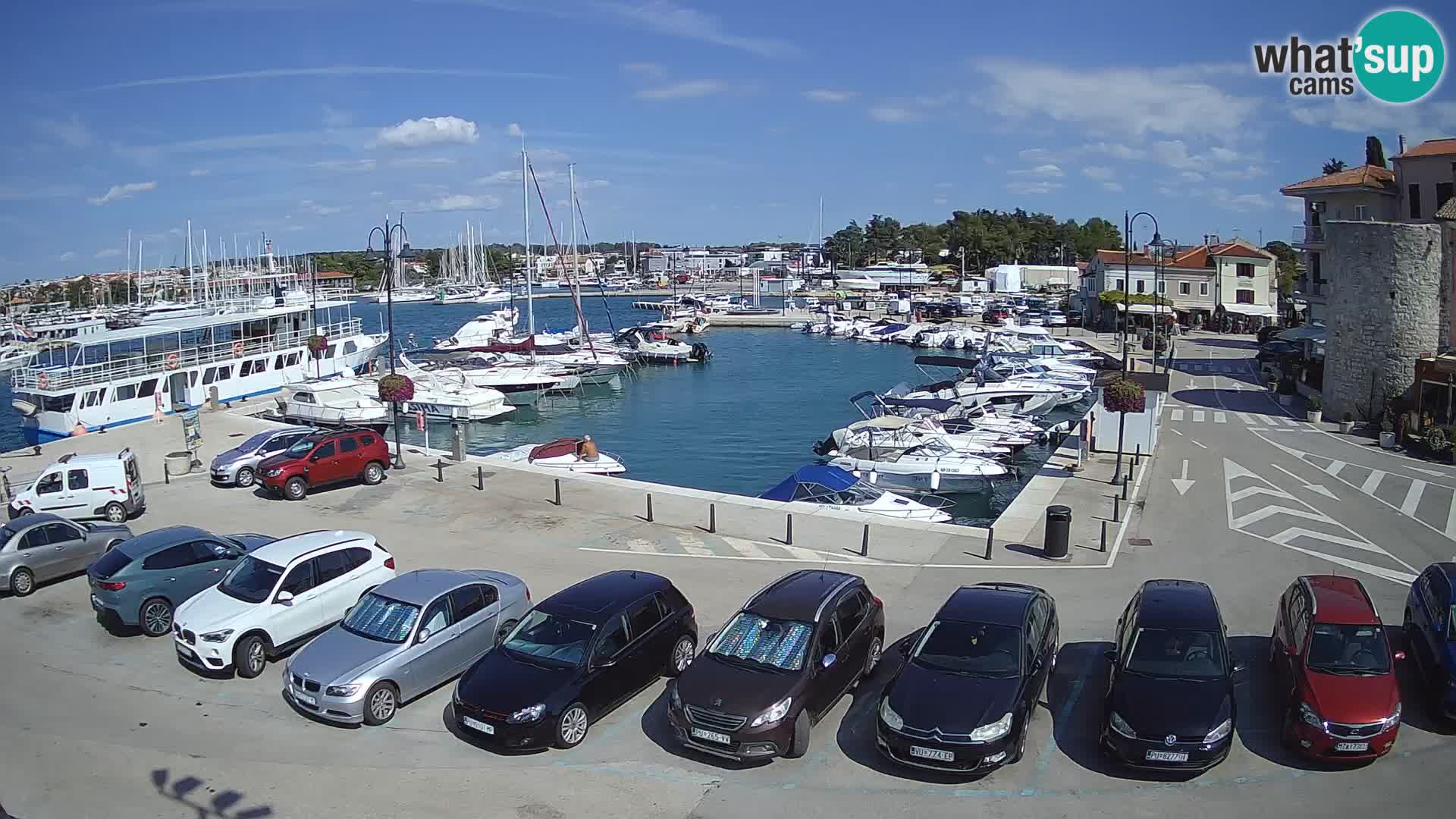 Novigrad | Porporela marina