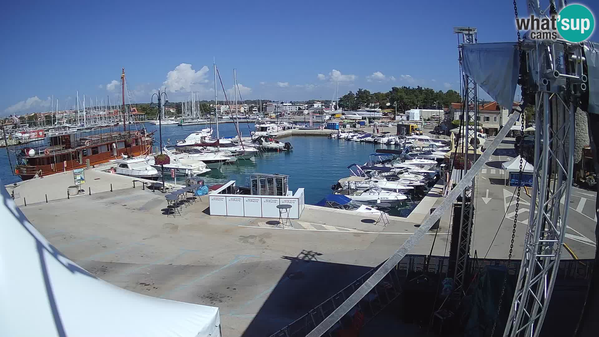 Novigrad | Porporela marina