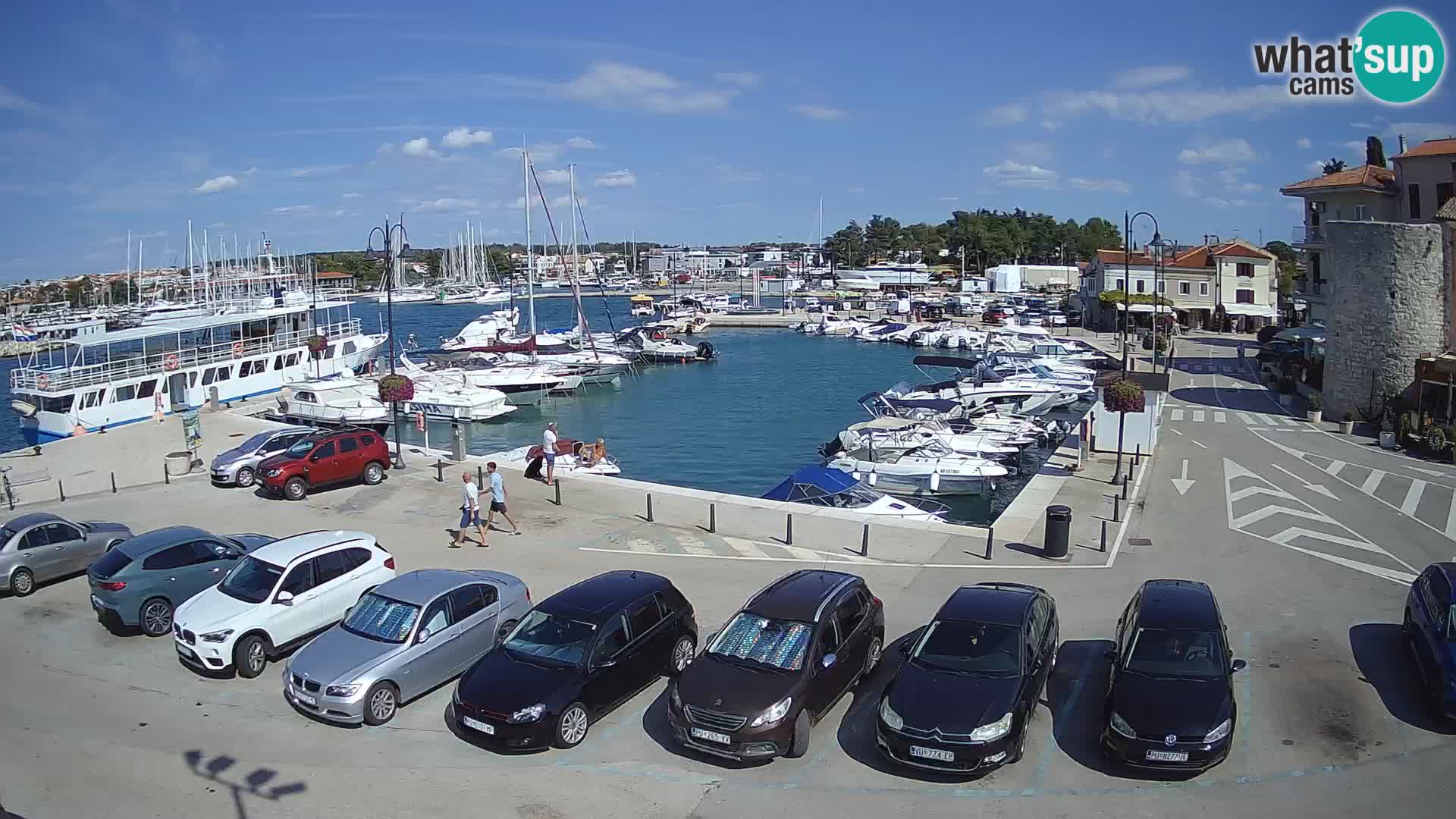 Novigrad | Porporela marina