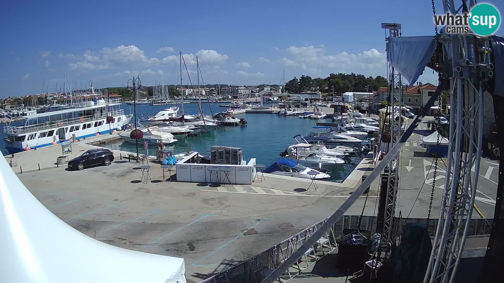 Novigrad | Porporela marina