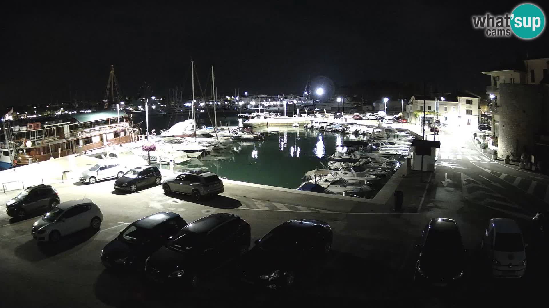 Novigrad | Porporela marina