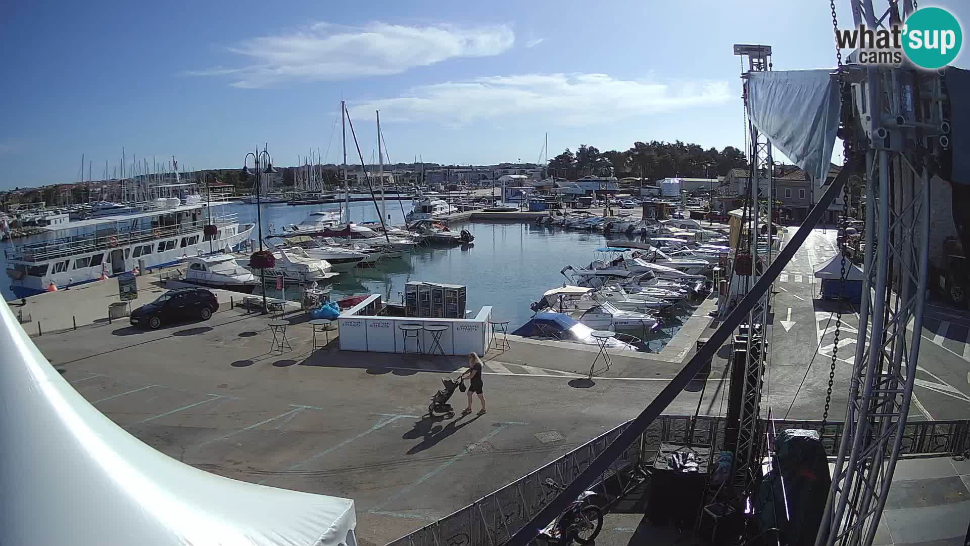 Novigrad | Porporela marina