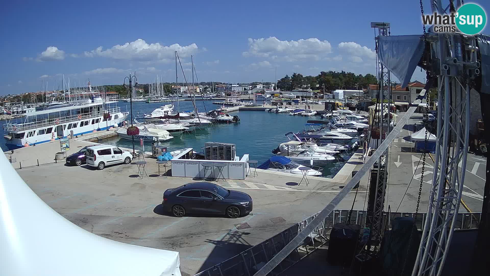Novigrad | Porporela marina