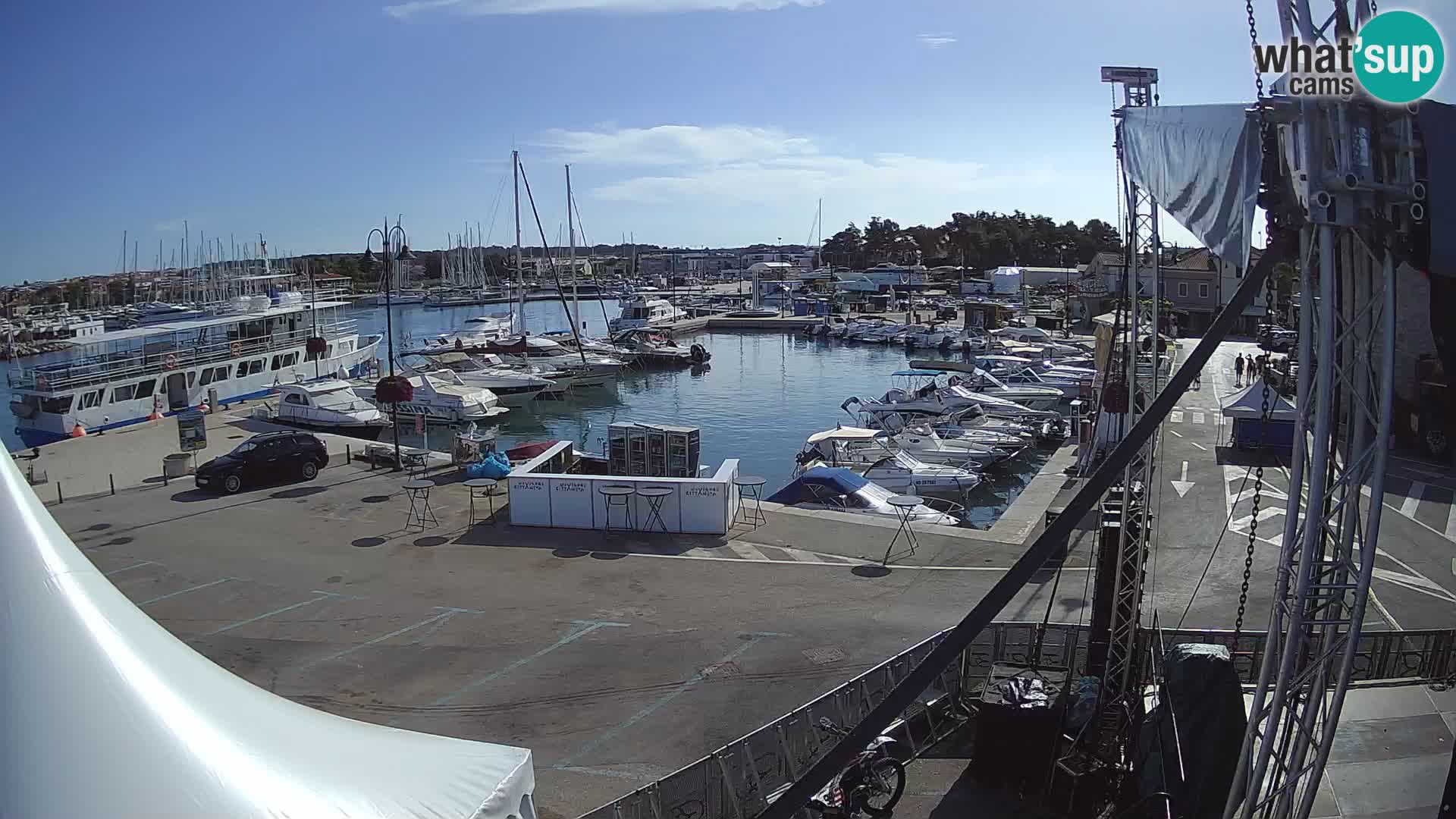 Novigrad | Porporela marina