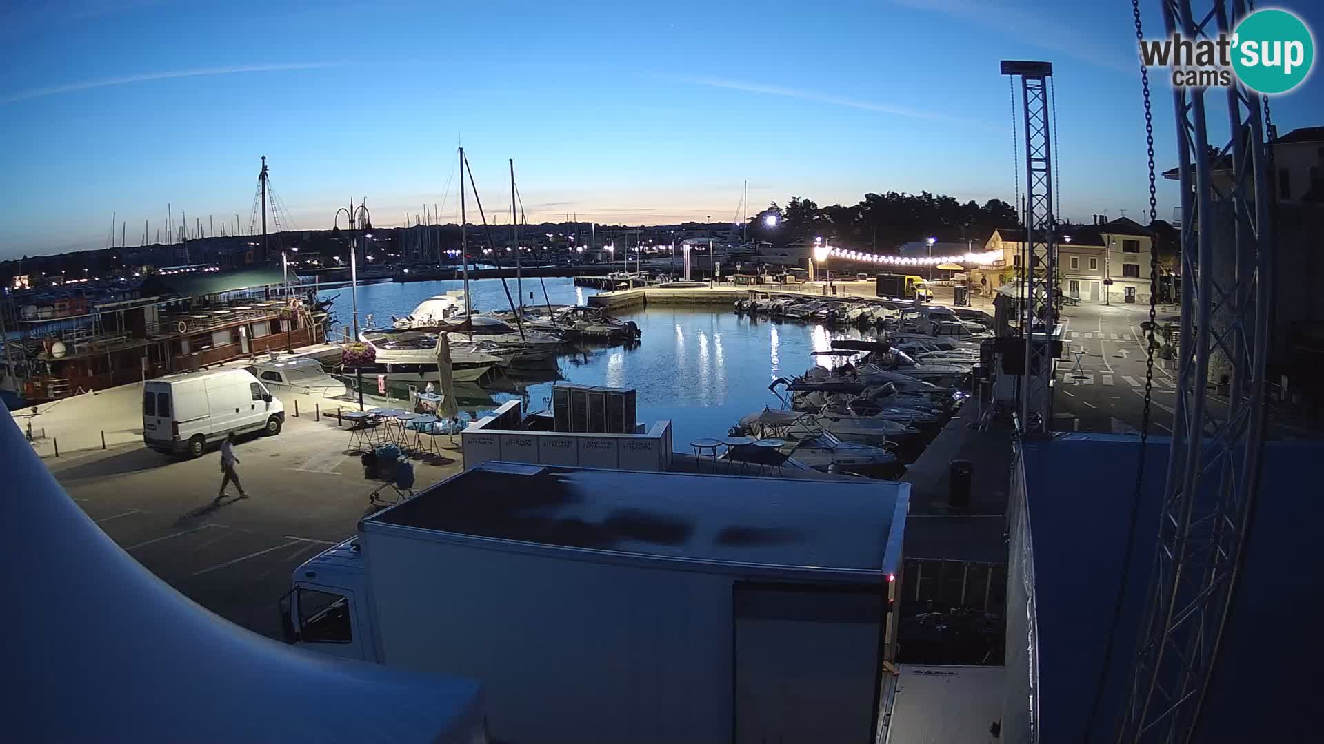 Novigrad | Porporela marina