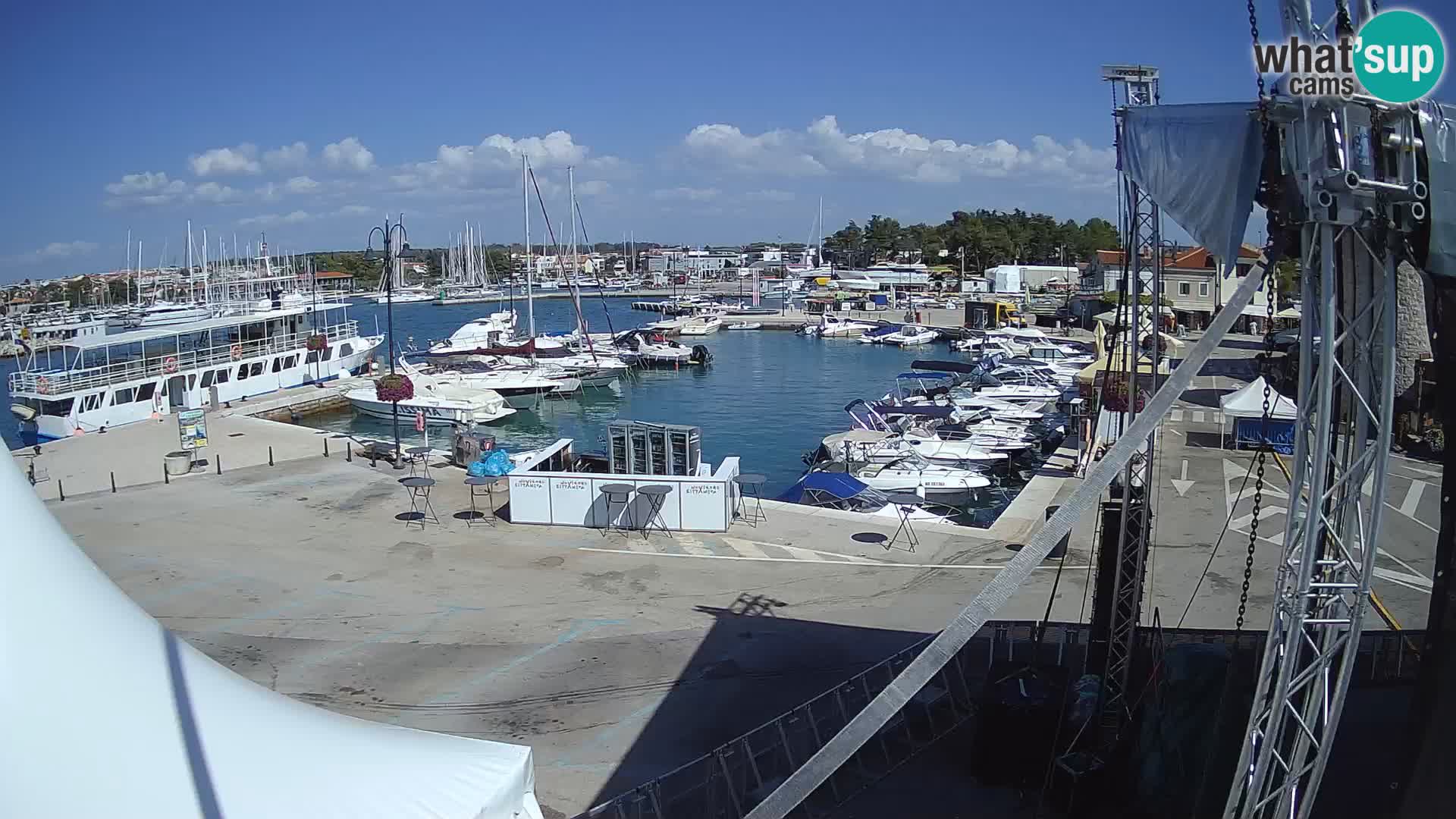 Novigrad | Porporela marina