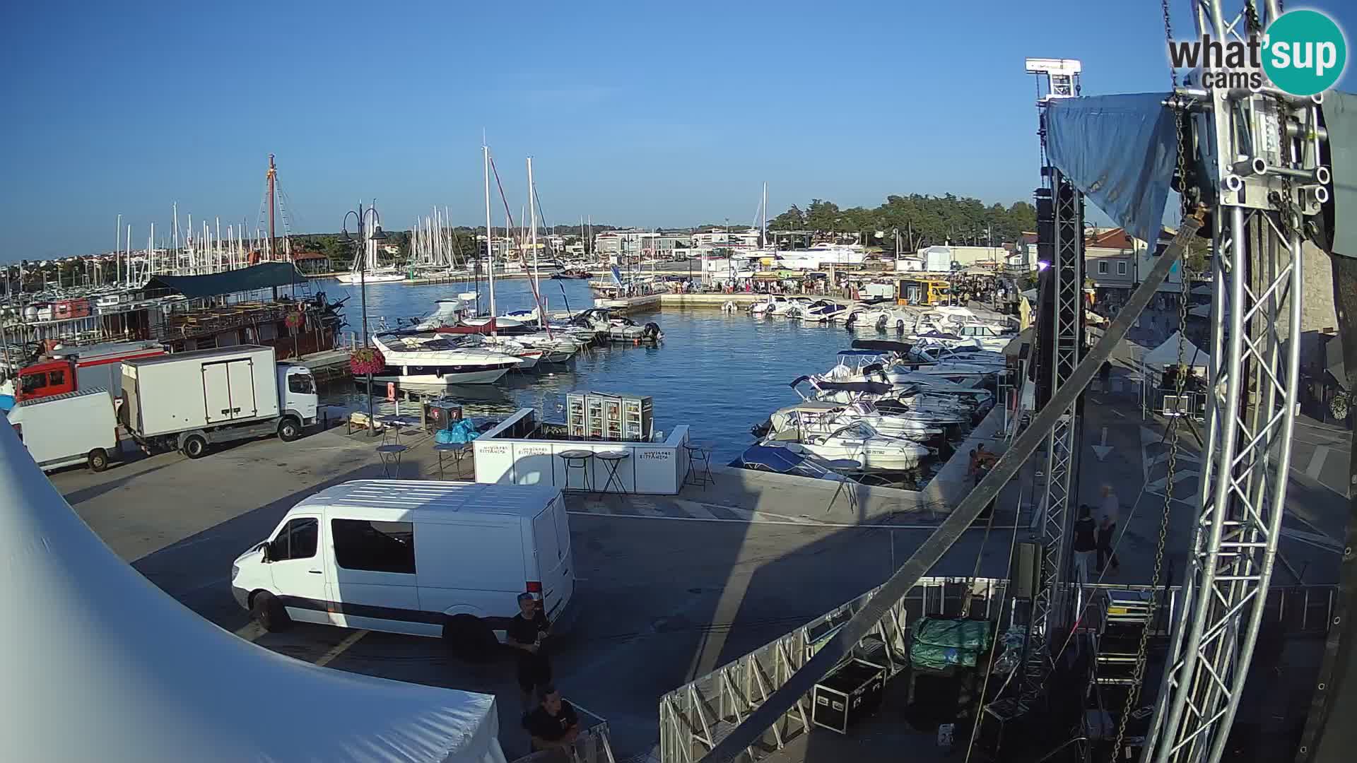 Novigrad | Porporela marina