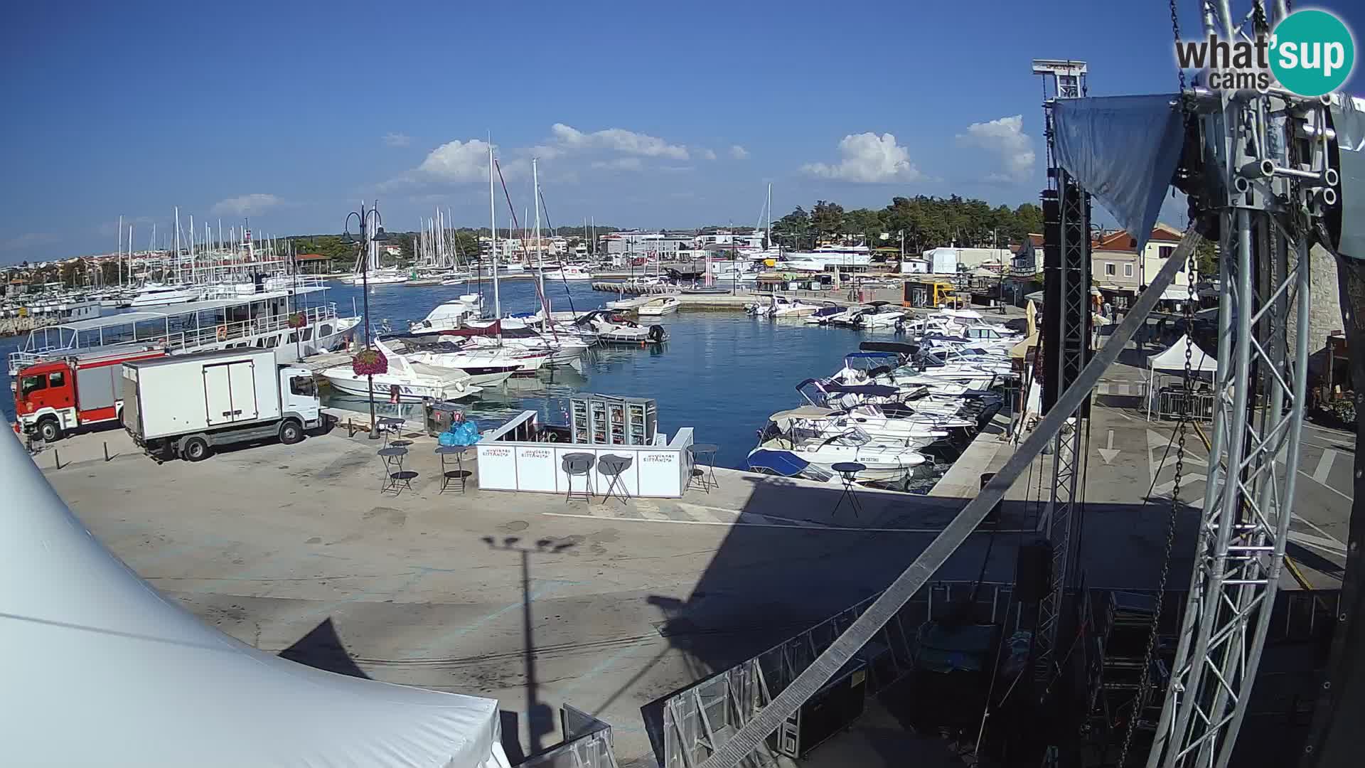 Novigrad | Porporela marina
