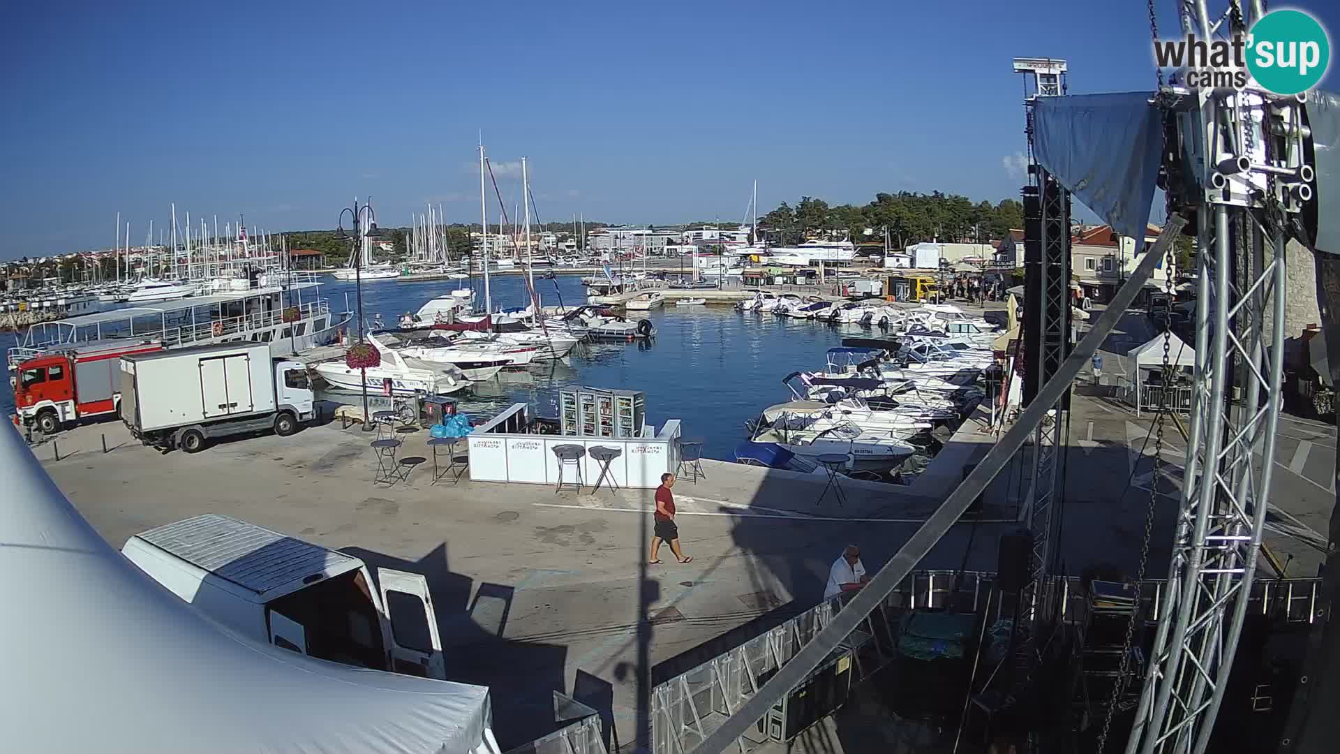 Novigrad | Porporela marina