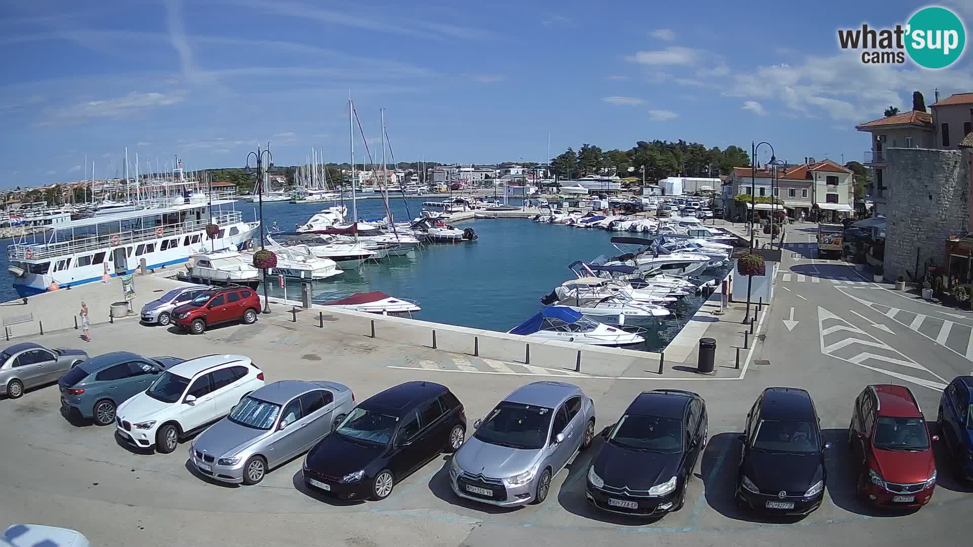 Novigrad | Porporela marina