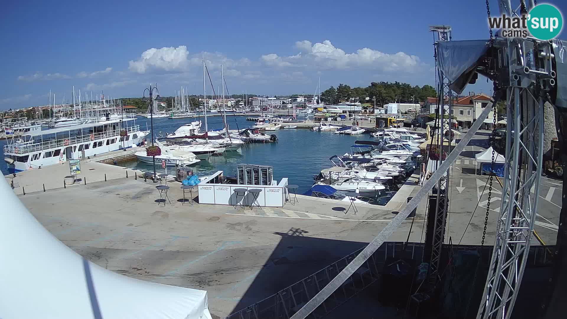 Novigrad | Porporela marina