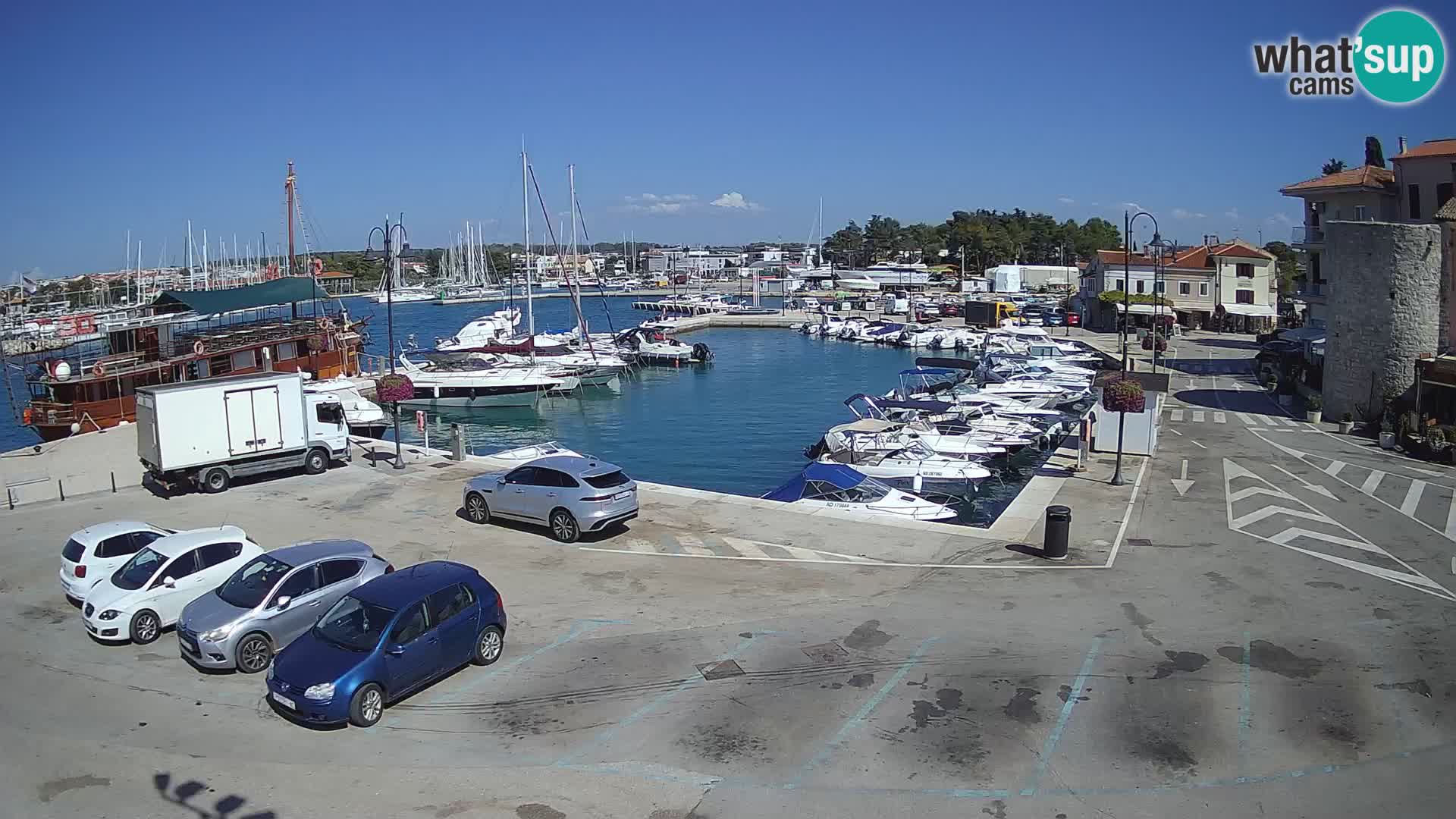 Novigrad | Porporela marina