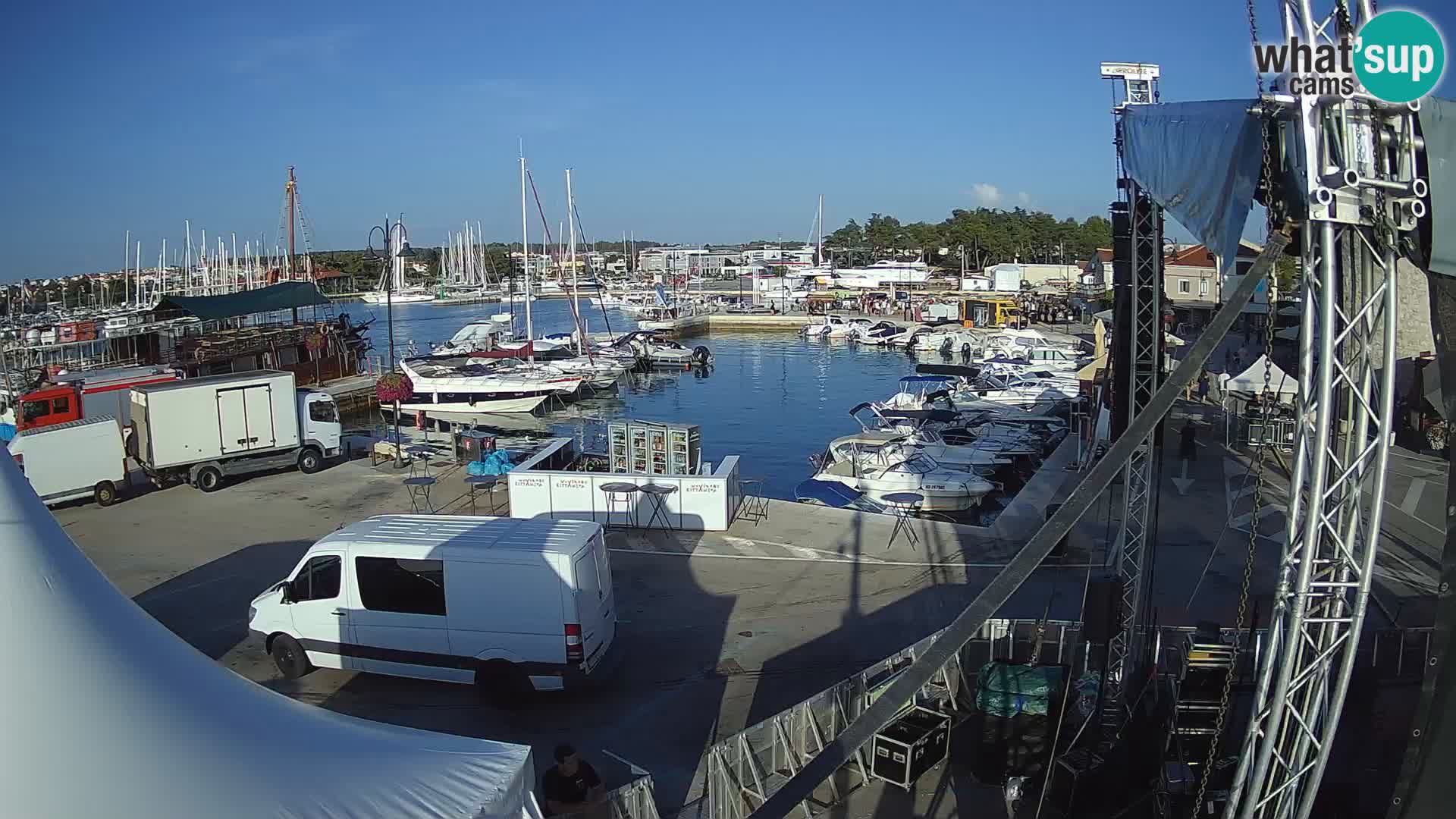 Novigrad | Porporela marina