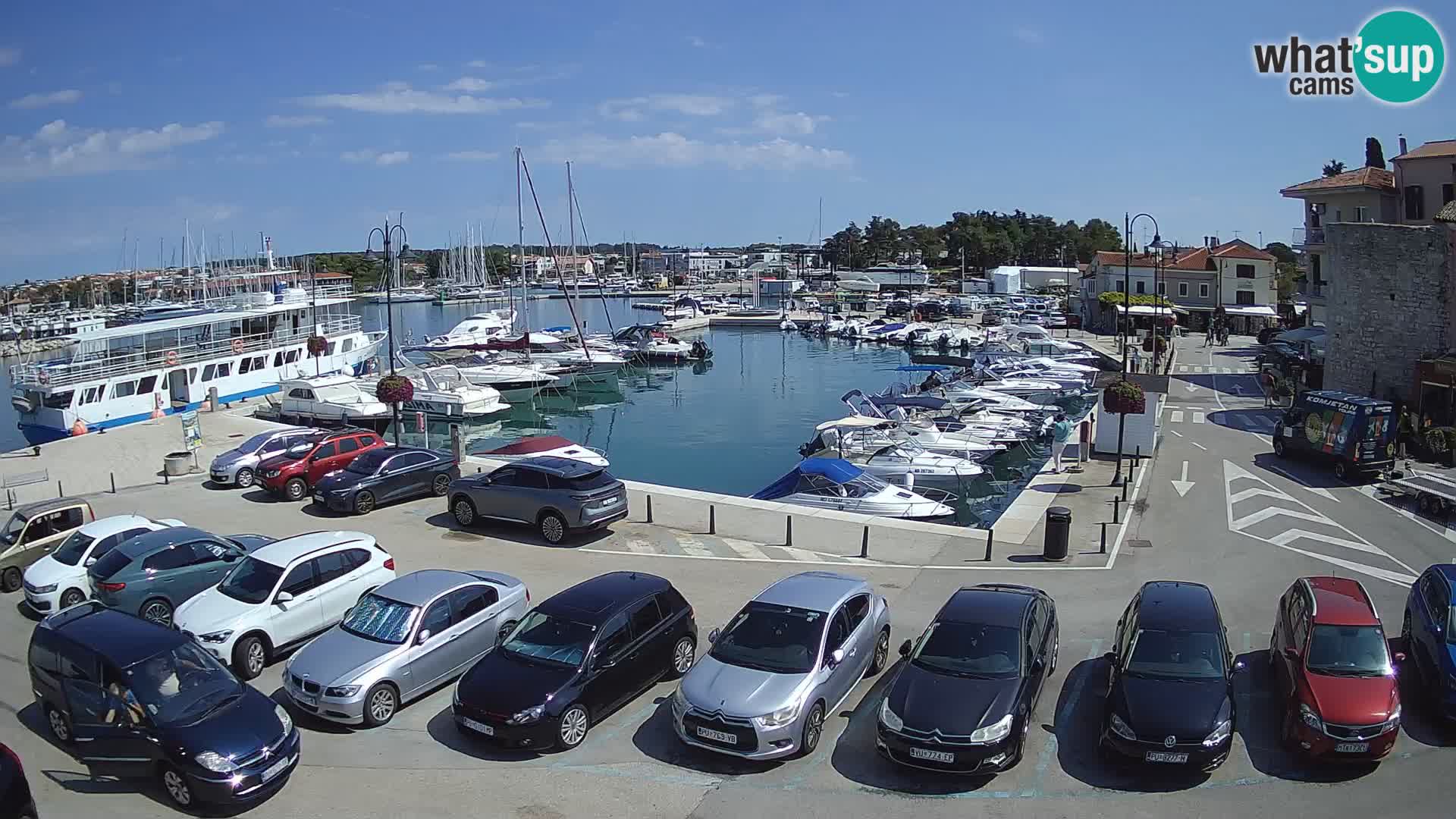 Novigrad | Porporela marina