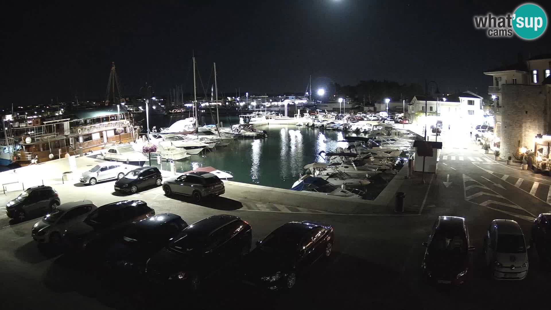 Novigrad | Porporela marina