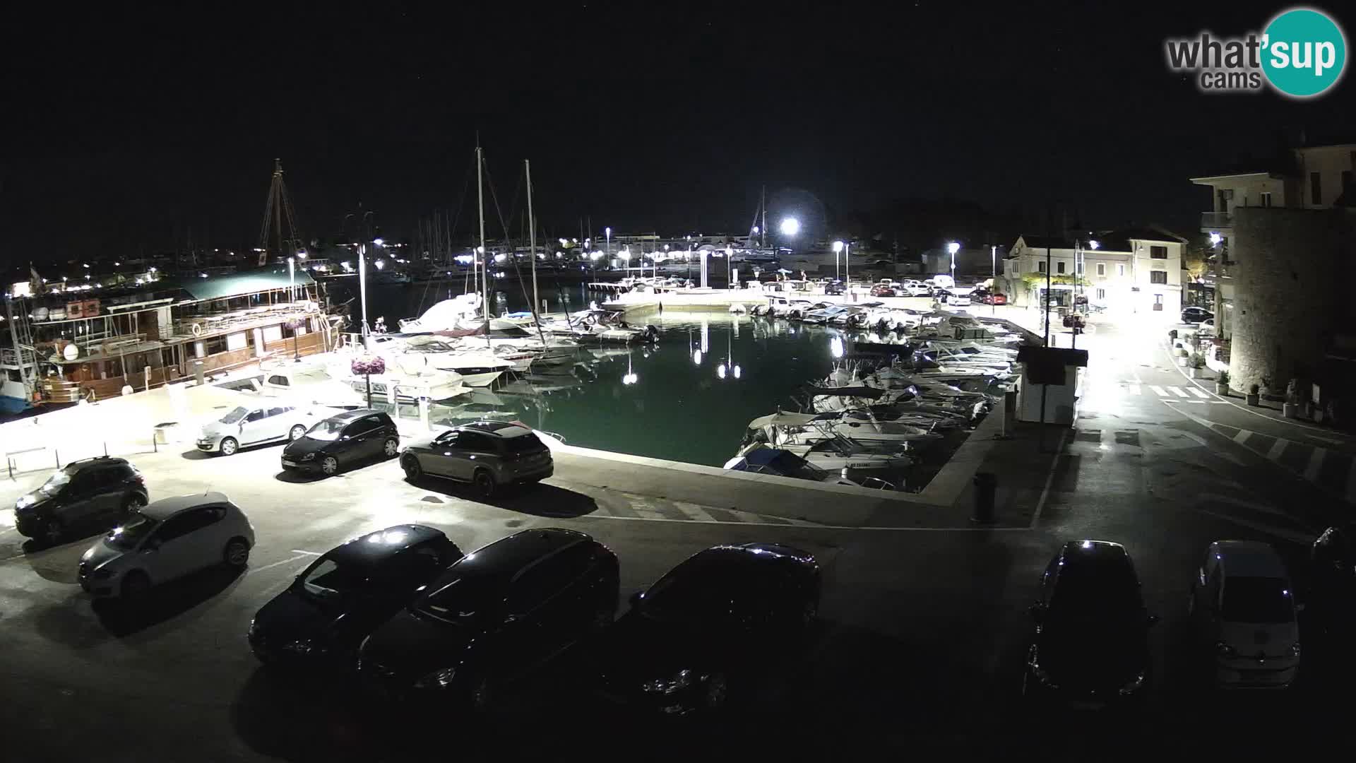 Novigrad | Porporela marina