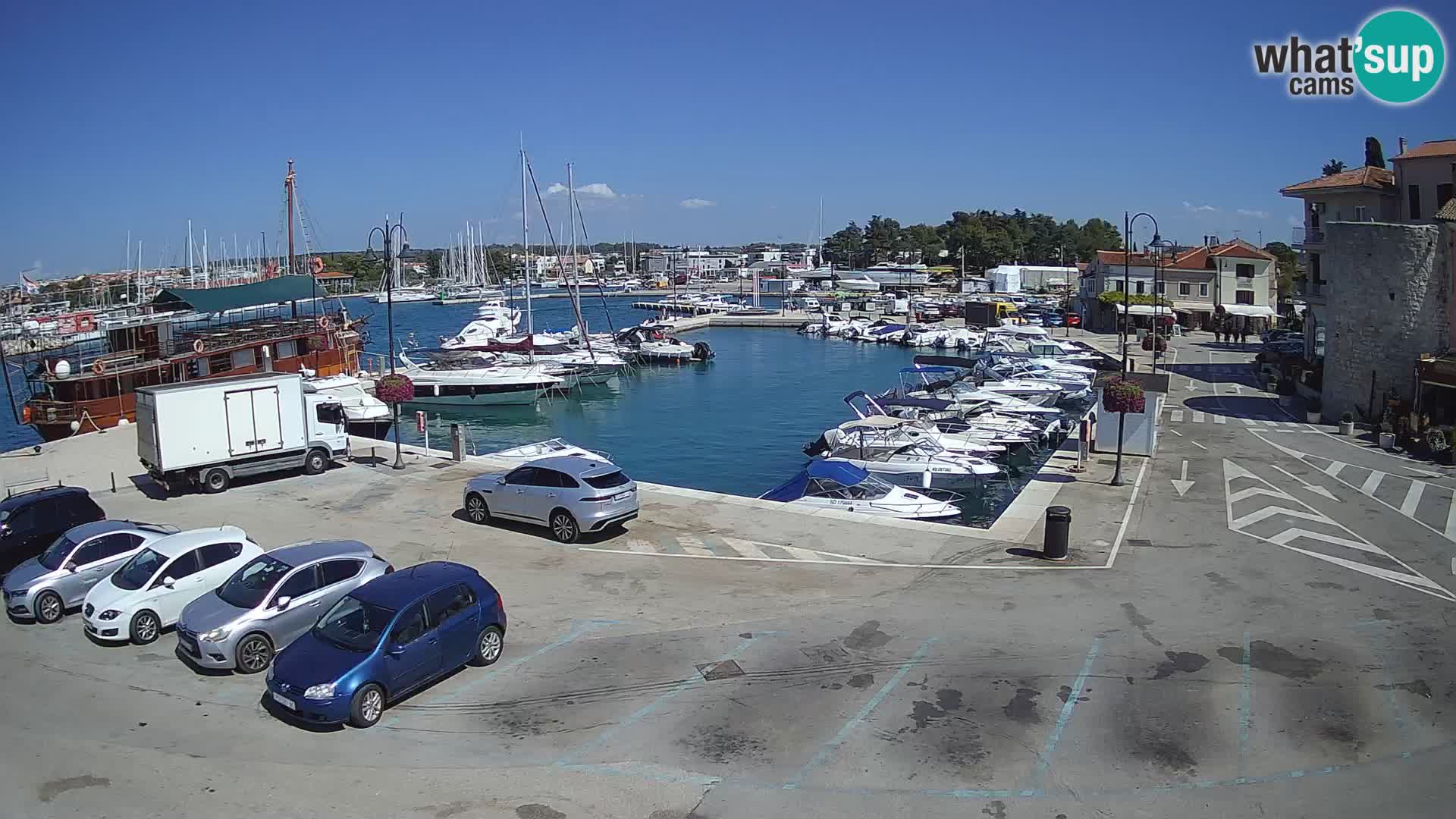 Novigrad | Porporela marina