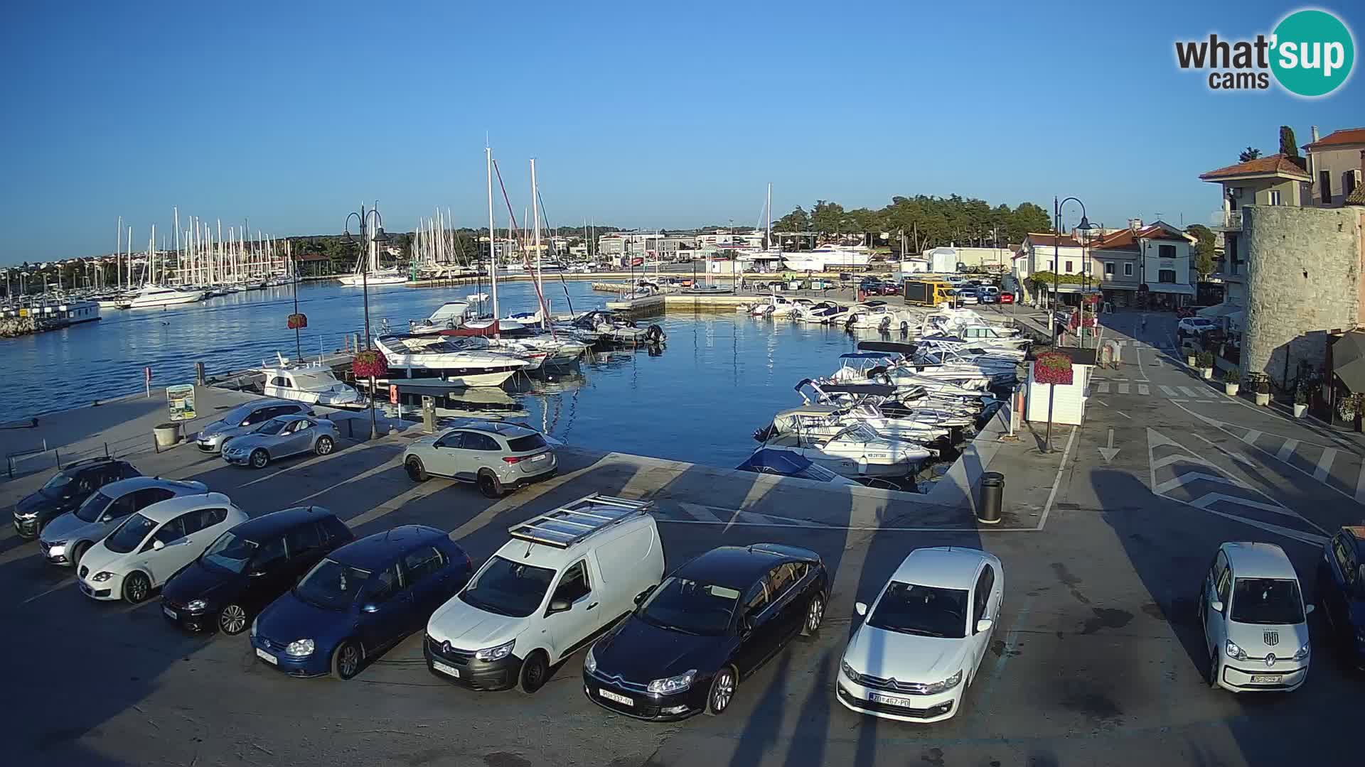 Novigrad | Porporela marina