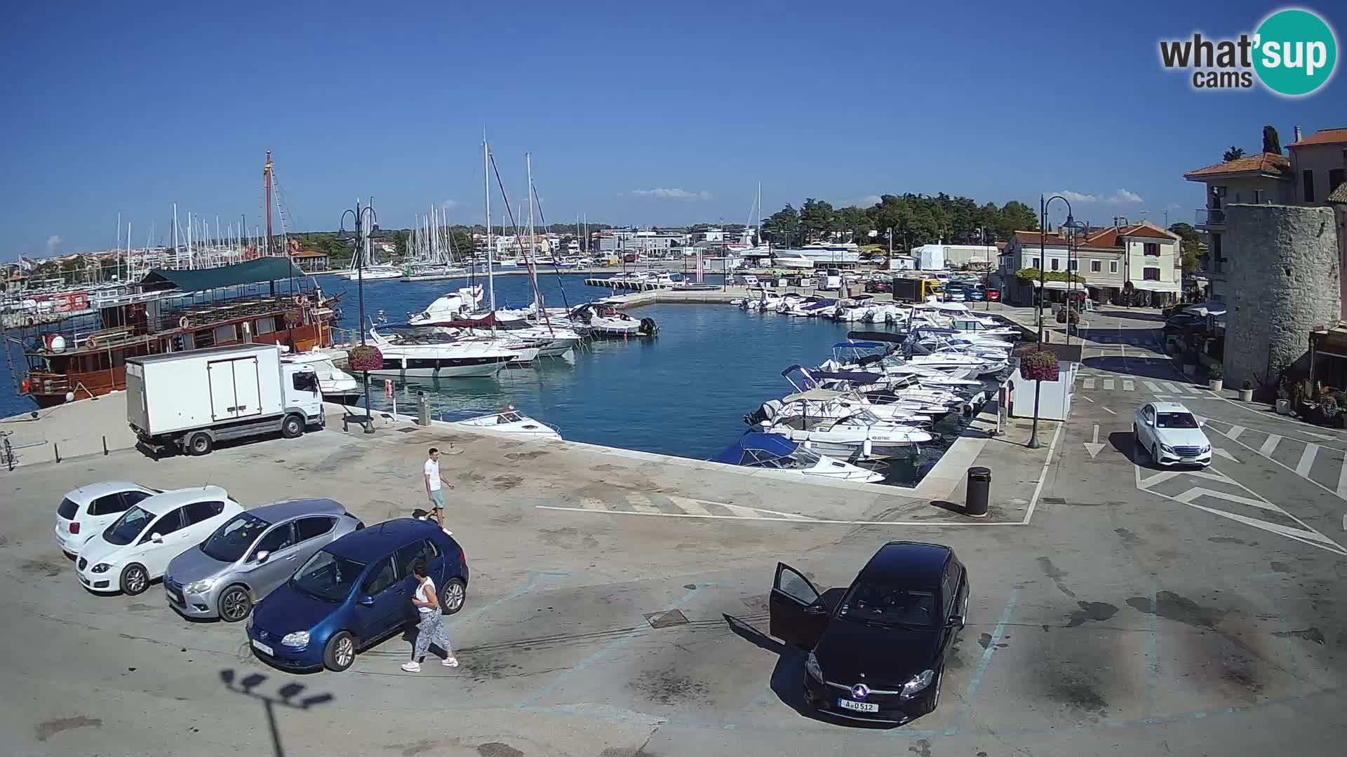 Novigrad | Porporela marina