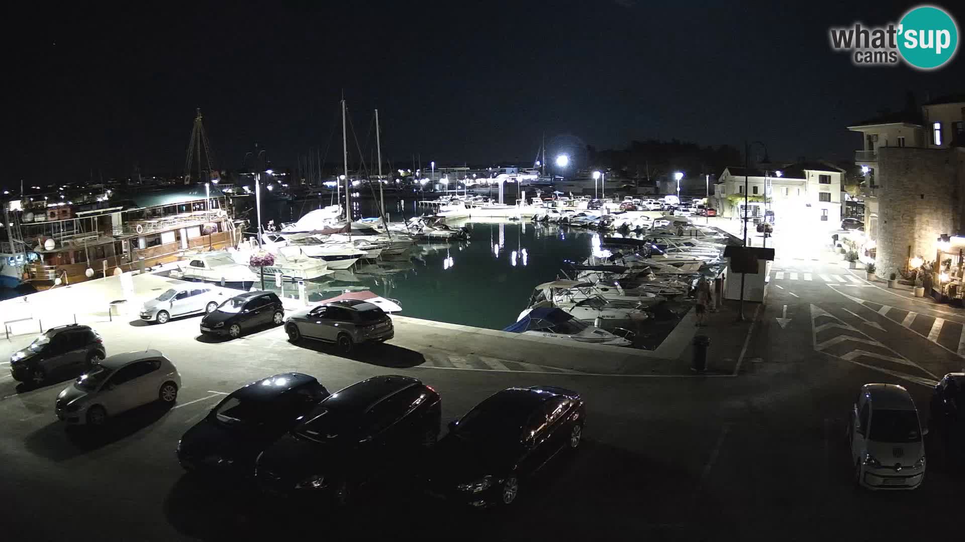 Novigrad | Porporela marina