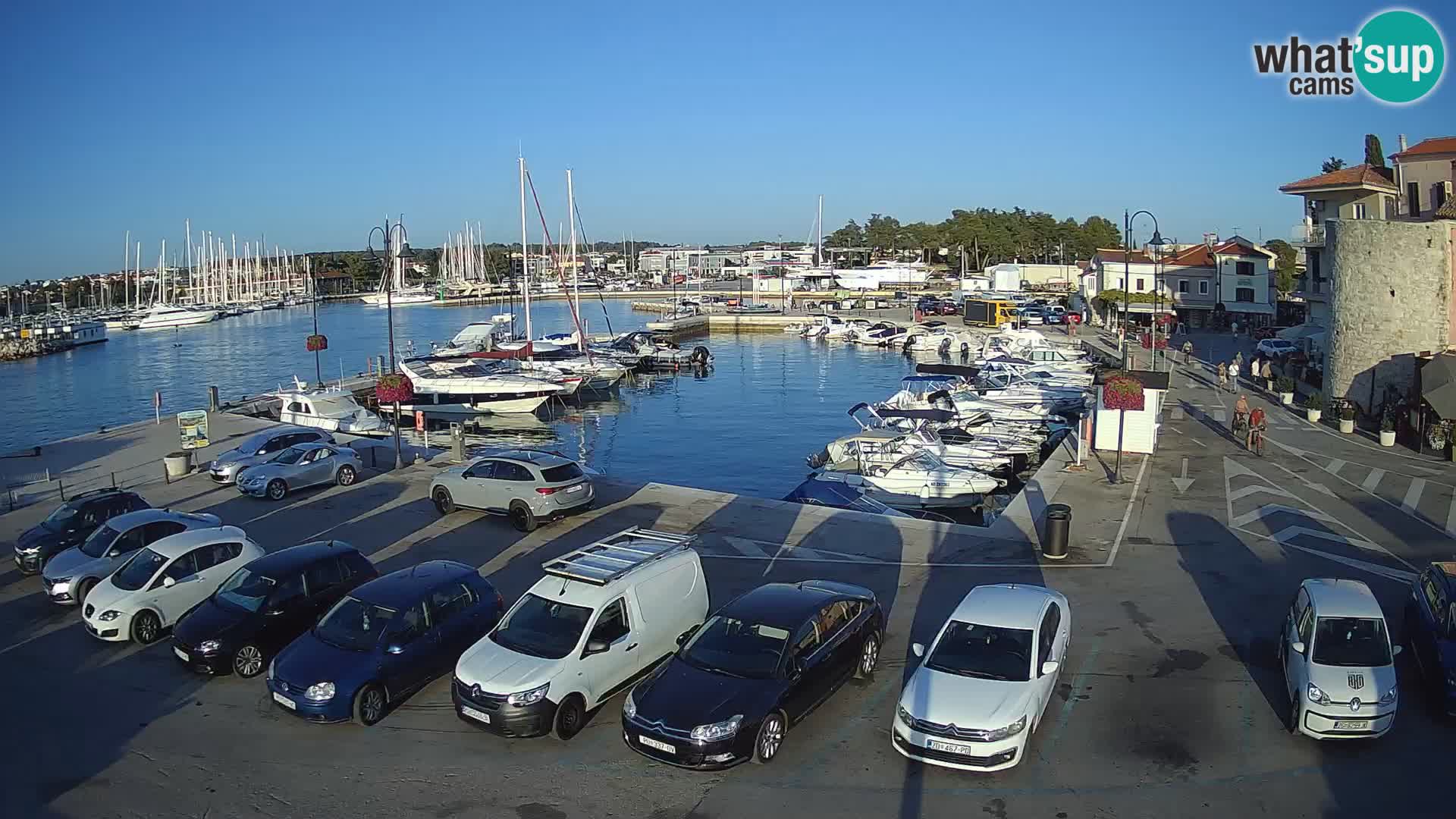Novigrad | Porporela marina